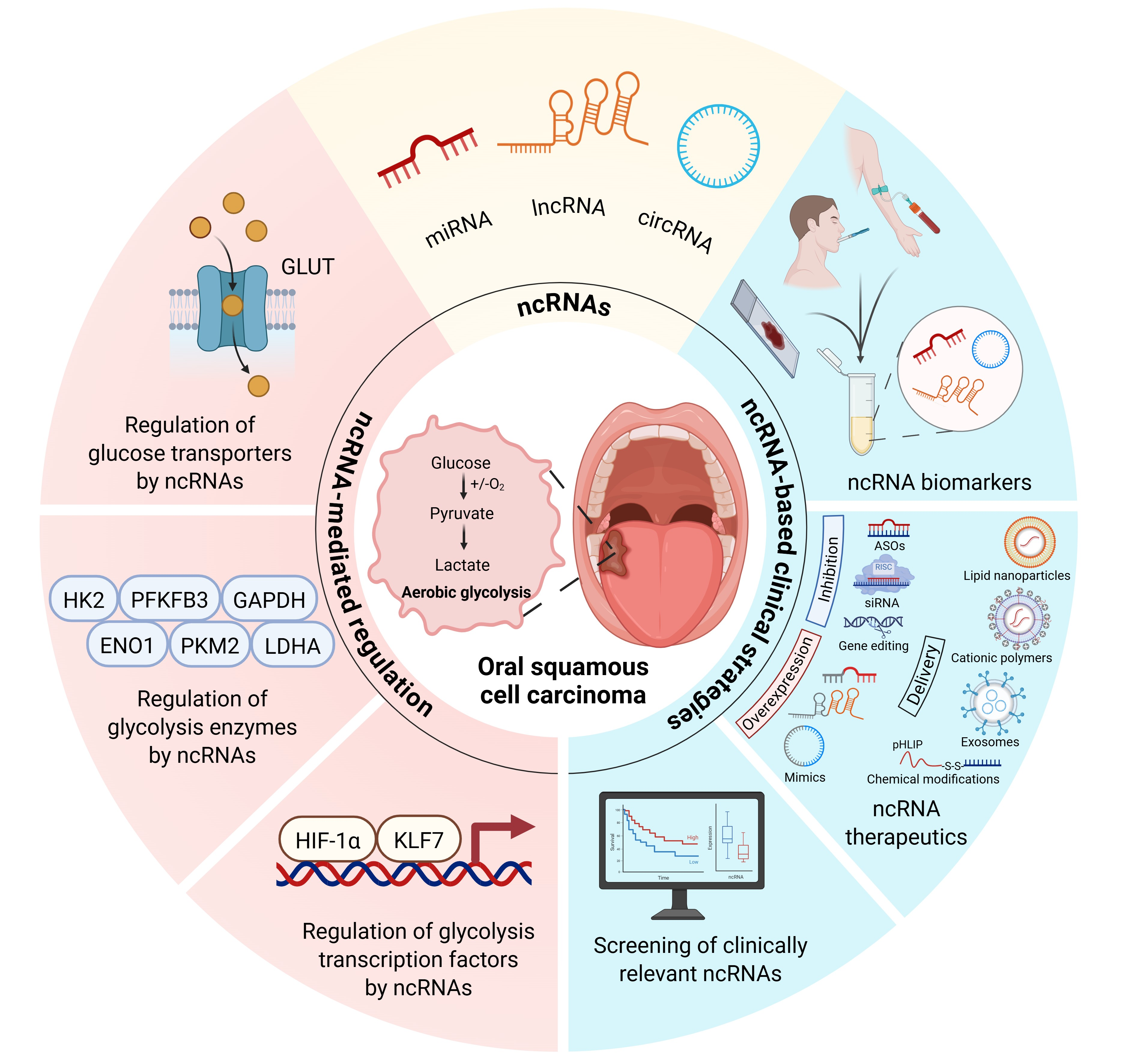Involvement of Non-Coding RNAs in the Glucose Metabolic Reprogramming ...