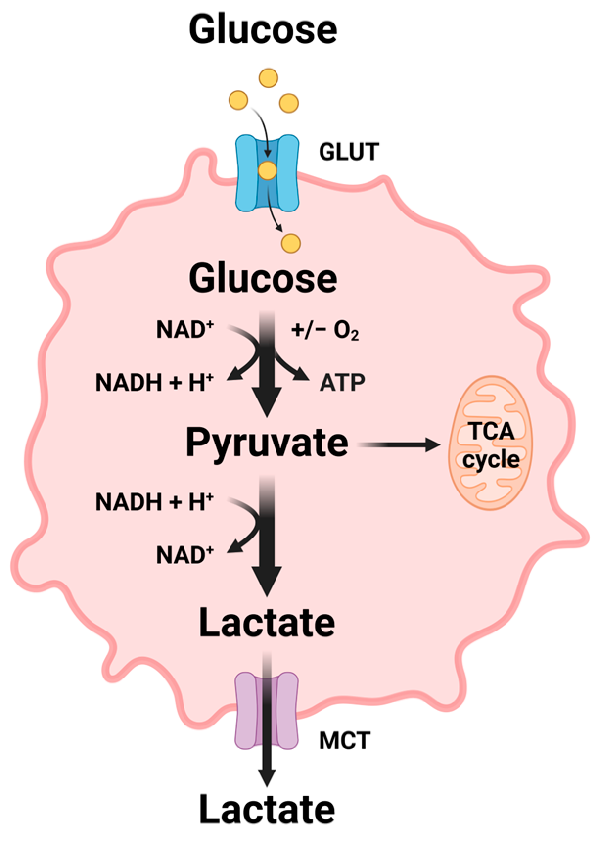 Involvement of Non-Coding RNAs in the Glucose Metabolic Reprogramming ...
