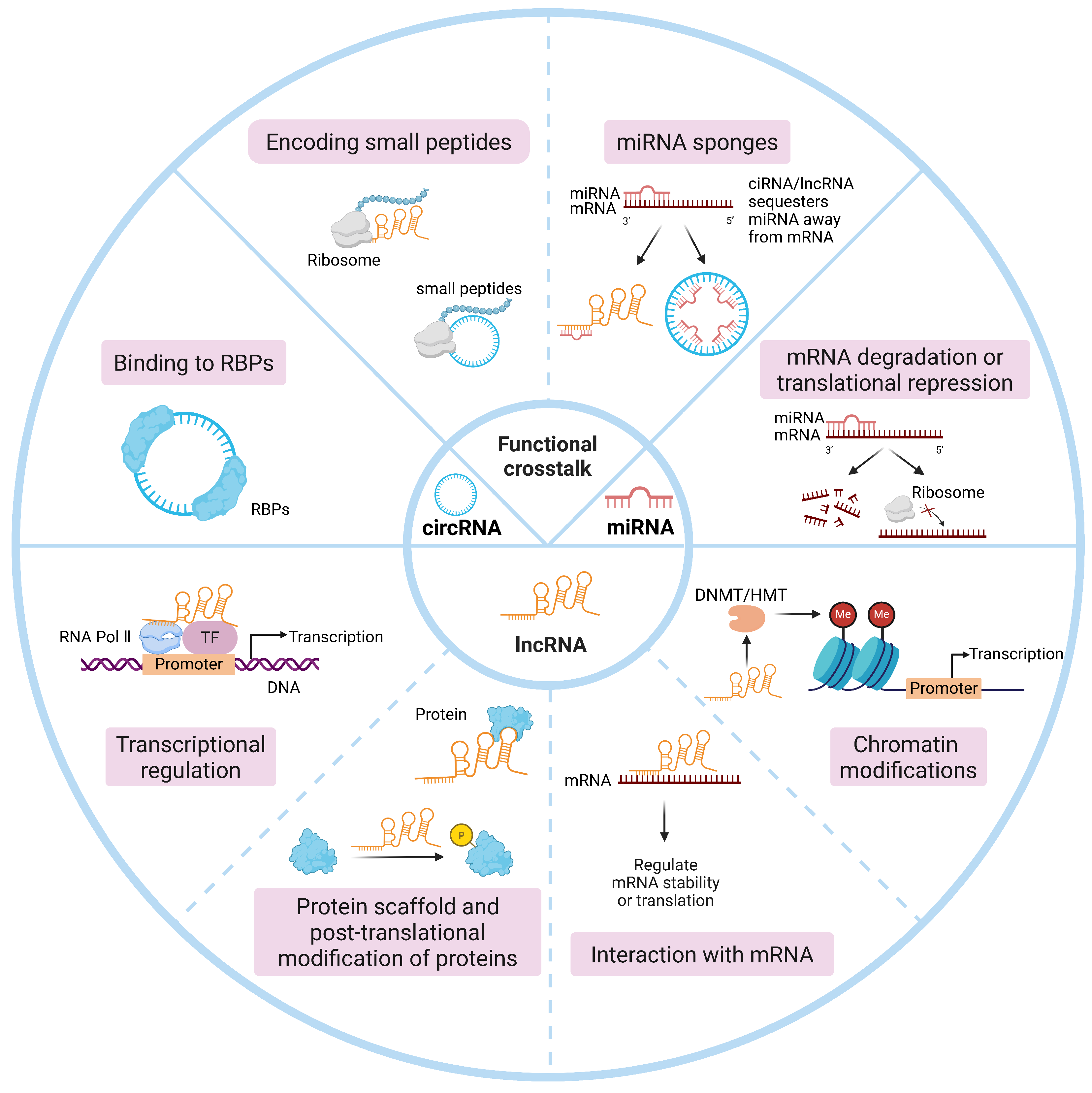 Involvement of Non-Coding RNAs in the Glucose Metabolic Reprogramming ...
