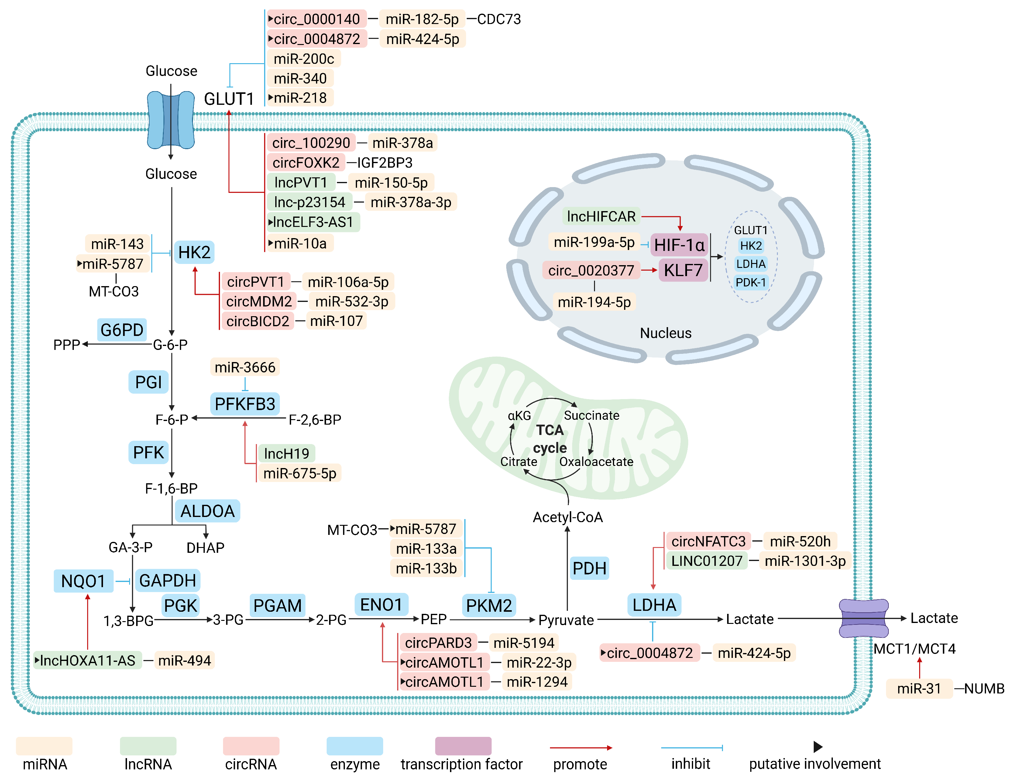 Involvement of Non-Coding RNAs in the Glucose Metabolic Reprogramming ...