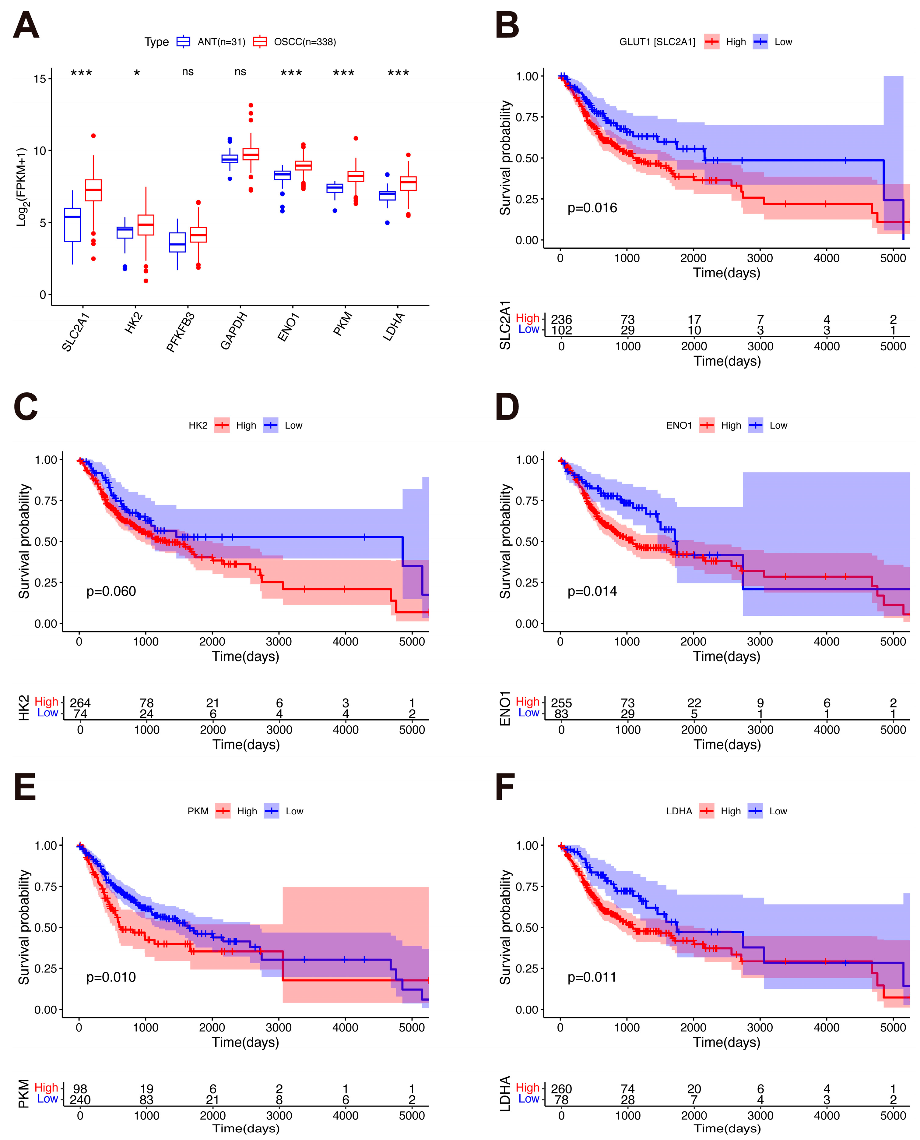 Involvement of Non-Coding RNAs in the Glucose Metabolic Reprogramming ...