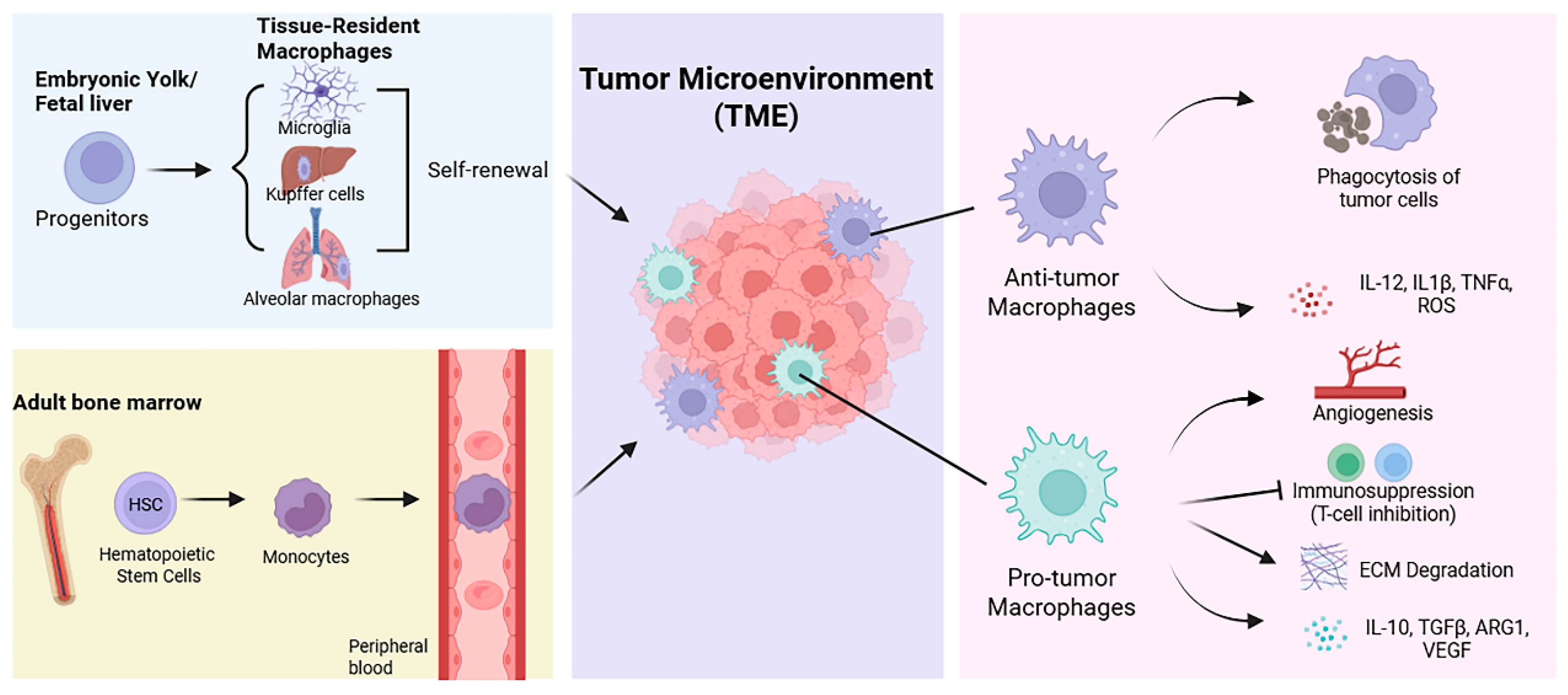 Metabolic Programming of Tumor-Associated Macrophages in Head and Neck ...