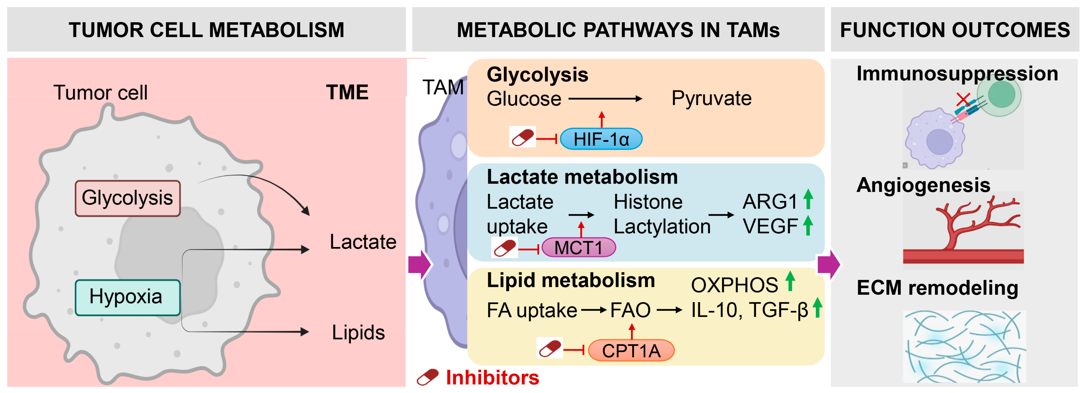 Metabolic Programming of Tumor-Associated Macrophages in Head and Neck ...
