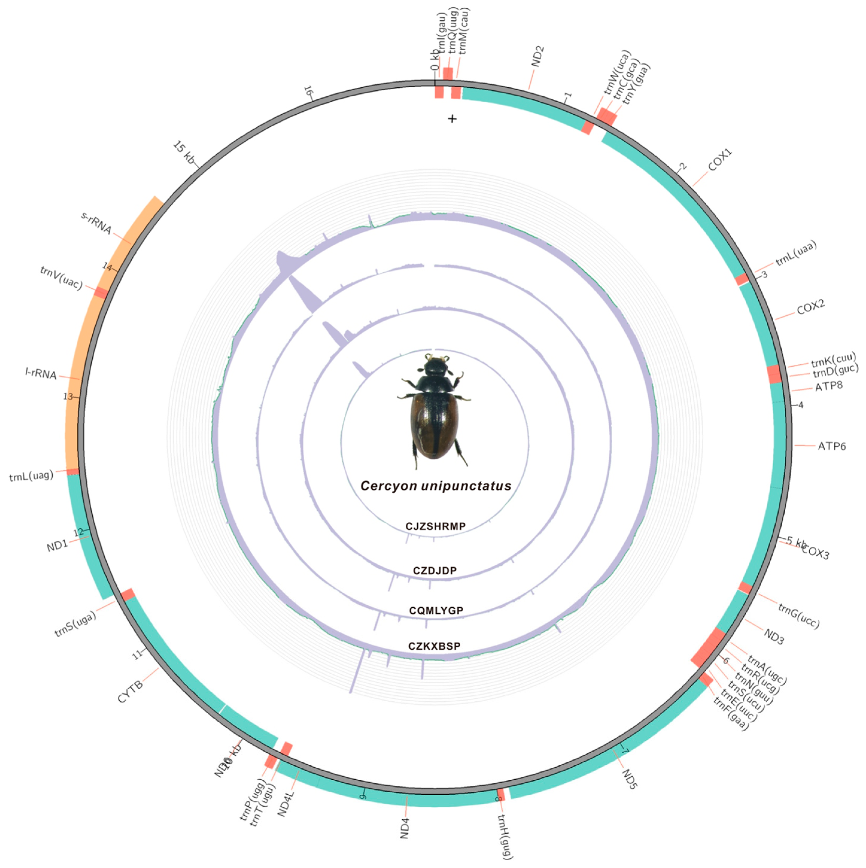 Comparative Mitogenomic Analysis of Water Scavenger Beetles (Coleoptera ...