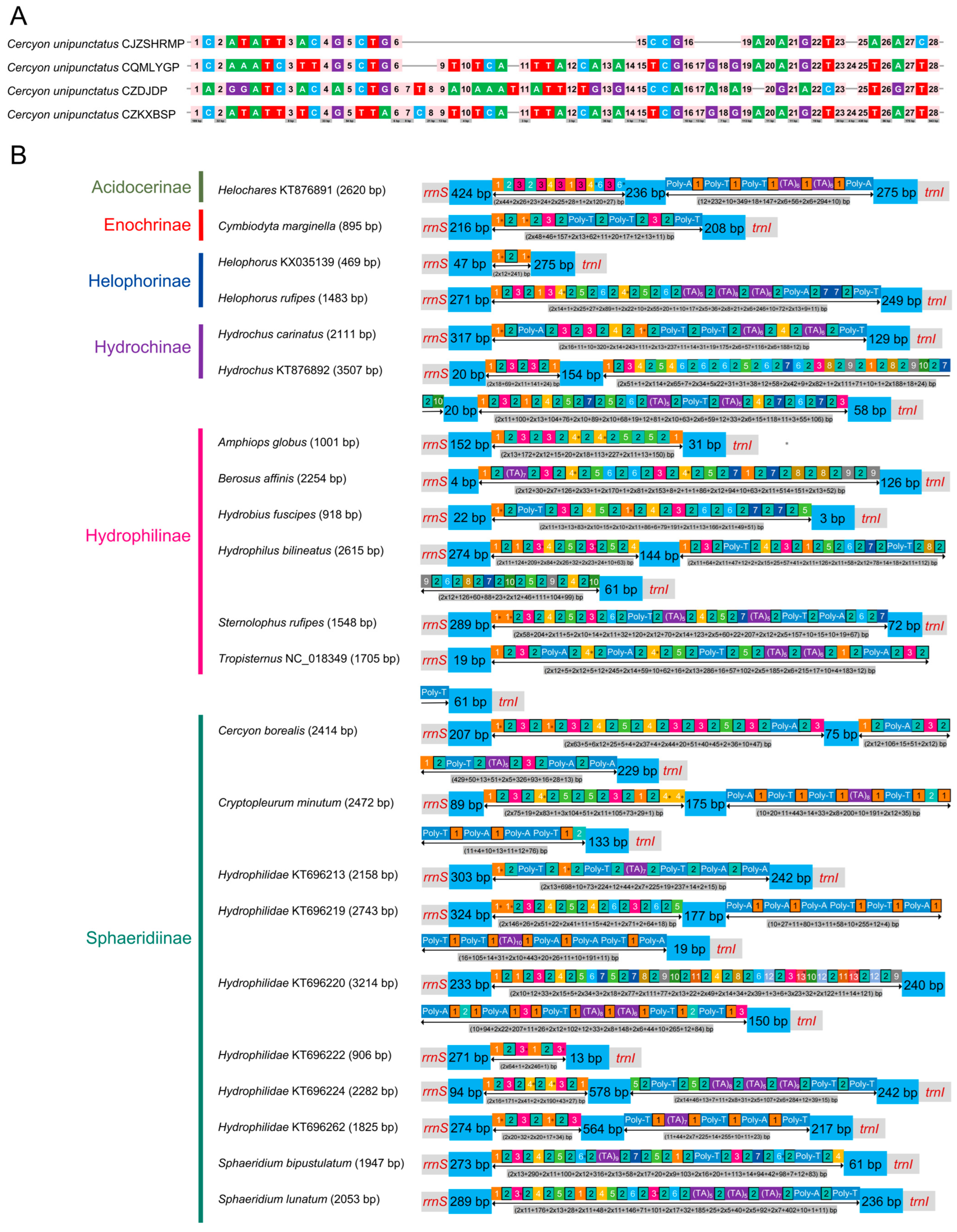 Comparative Mitogenomic Analysis of Water Scavenger Beetles (Coleoptera ...