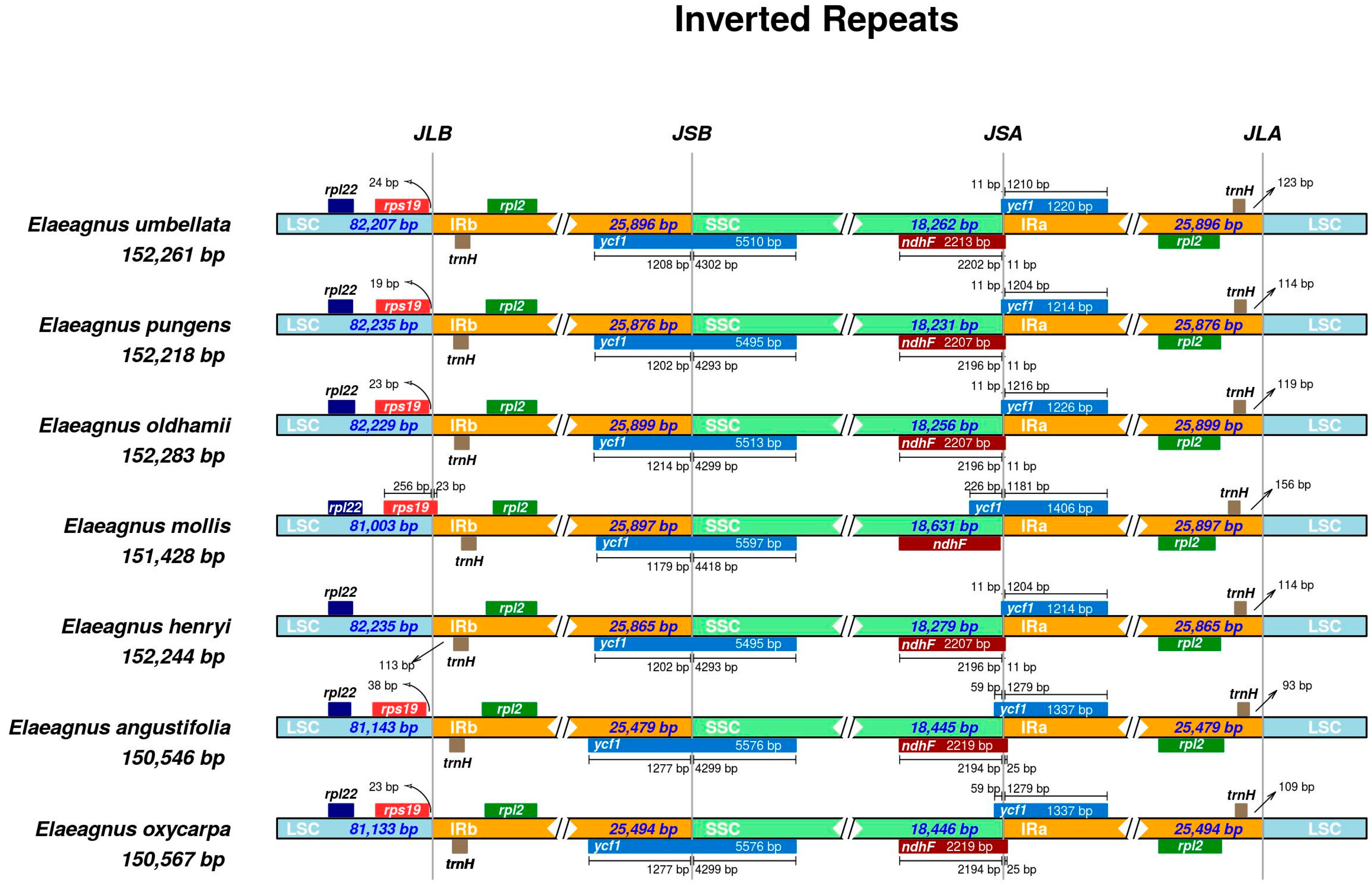 Characterization and Phylogenetic Analysis of the Chloroplast Genome of ...