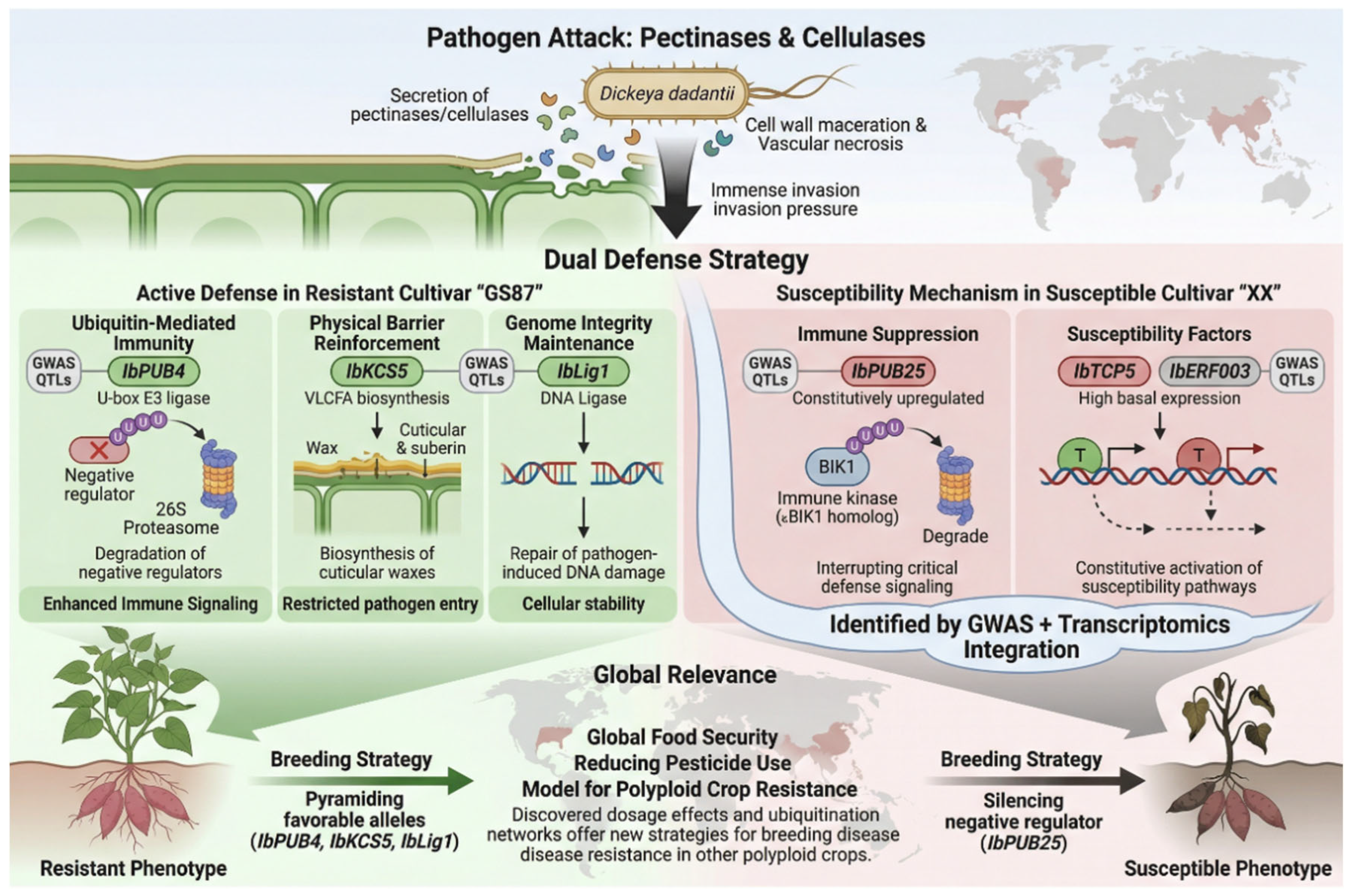Genome-Wide Association Study and Candidate Gene Identification for ...