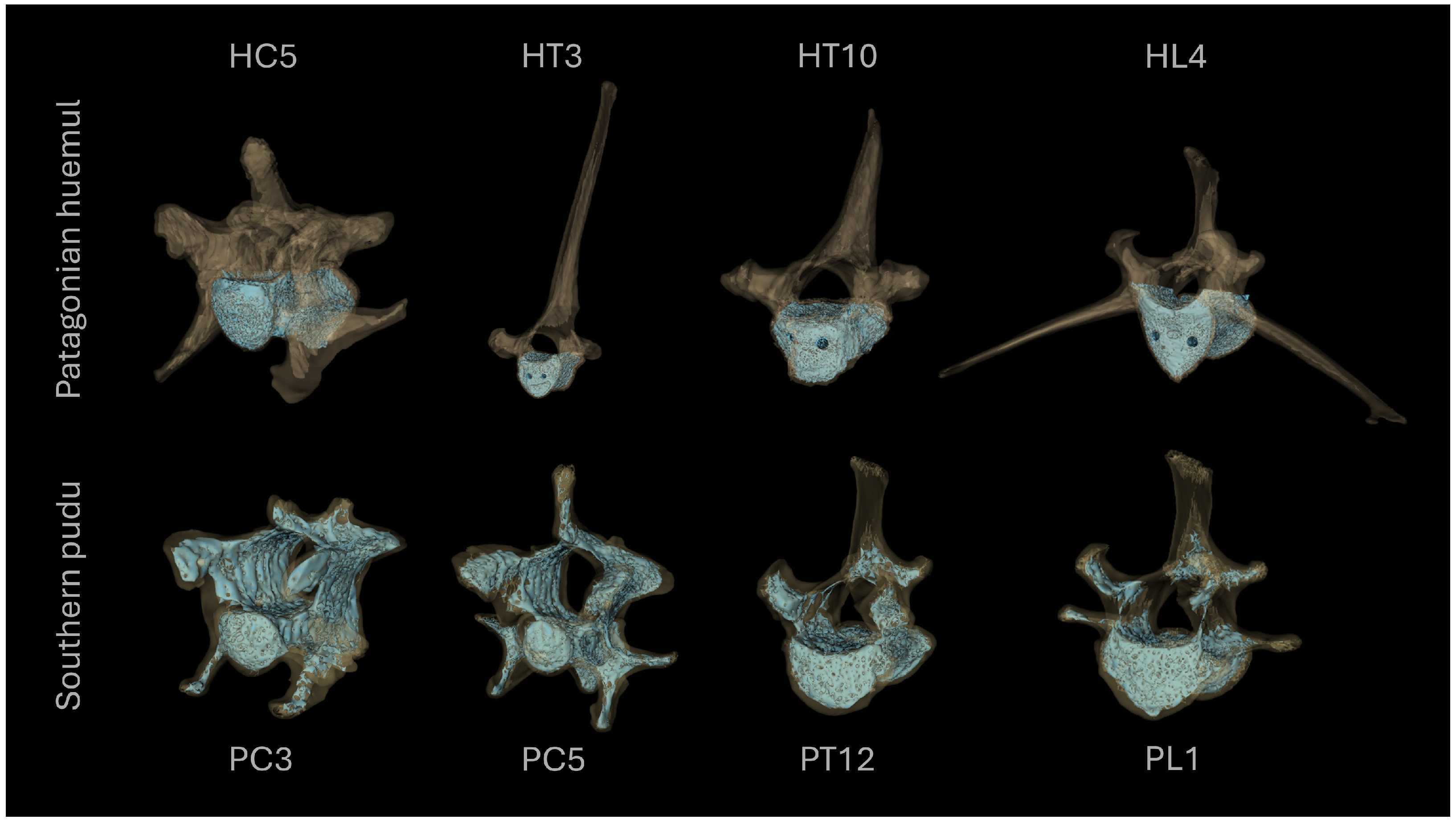 A Specimen-Based Comparative MicroCT–FEA Analysis of Vertebral ...