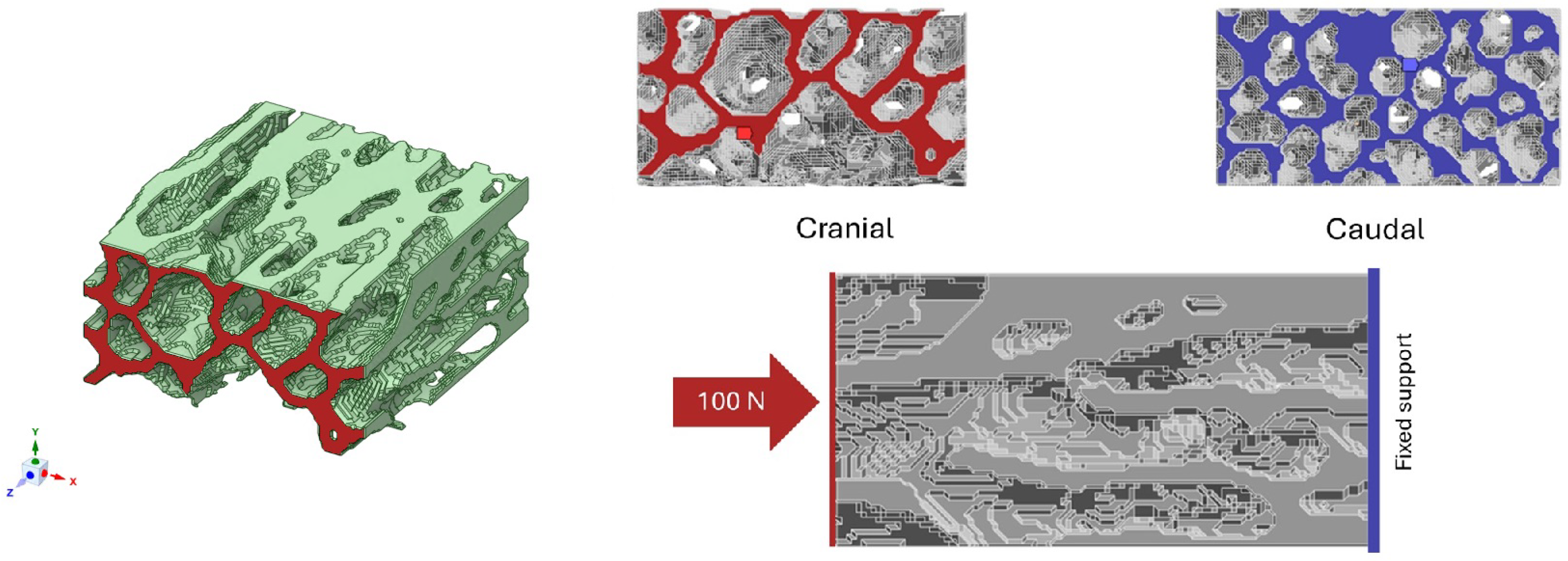 A Specimen-Based Comparative MicroCT–FEA Analysis of Vertebral ...