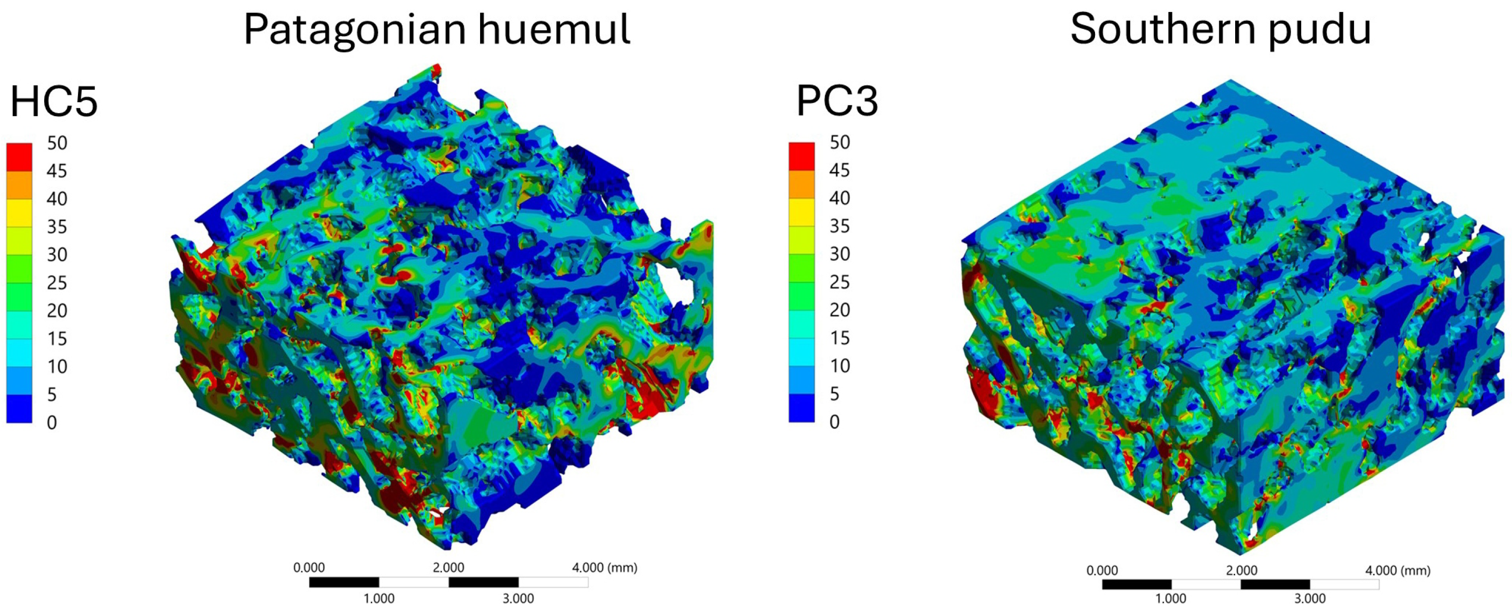 A Specimen-Based Comparative MicroCT–FEA Analysis of Vertebral ...