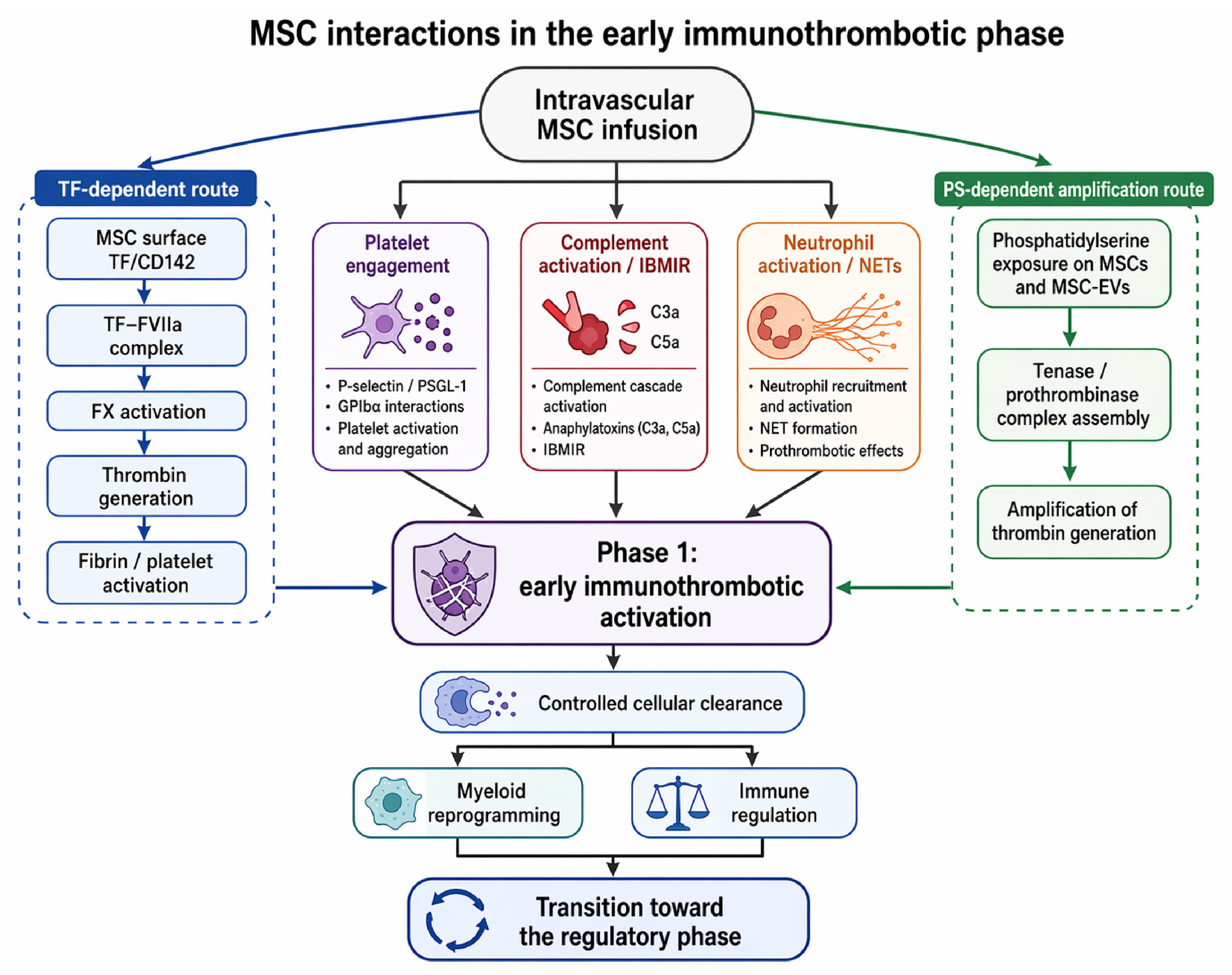 Mesenchymal Stromal Cells at the Interface of Hemostasis and ...