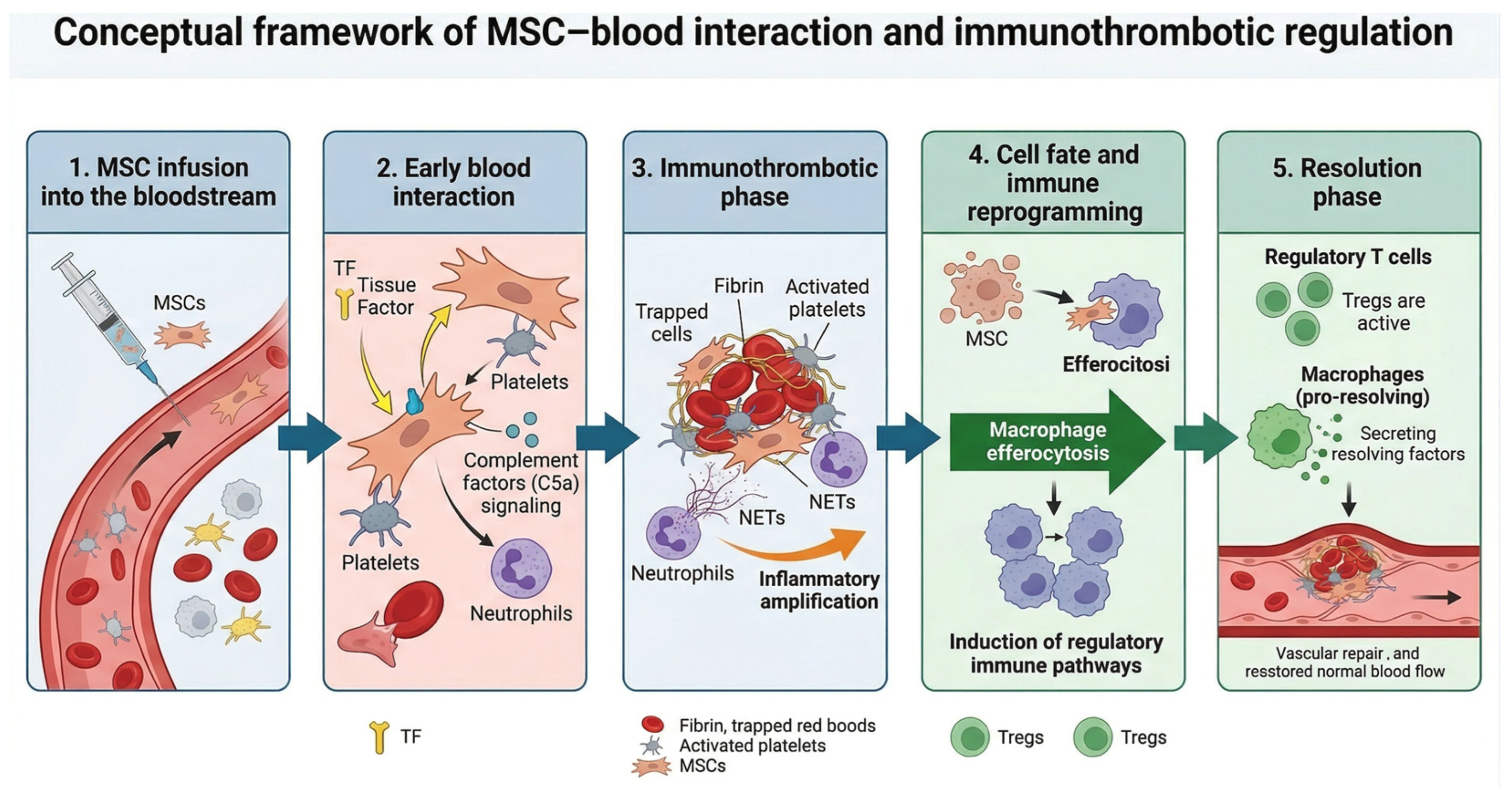 Mesenchymal Stromal Cells at the Interface of Hemostasis and ...