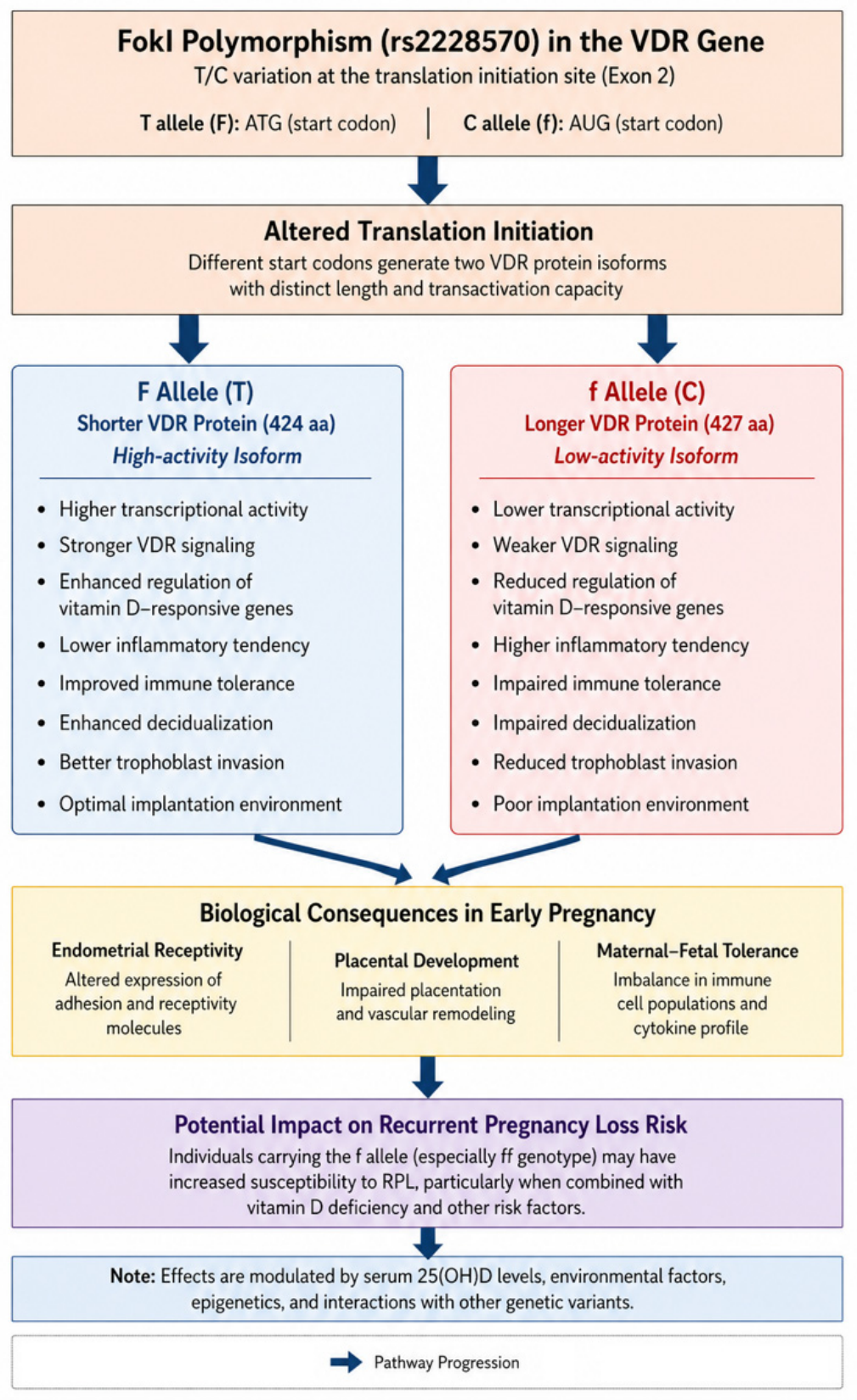 Genetic Polymorphisms of Vitamin D Receptor and Immune-Metabolic ...
