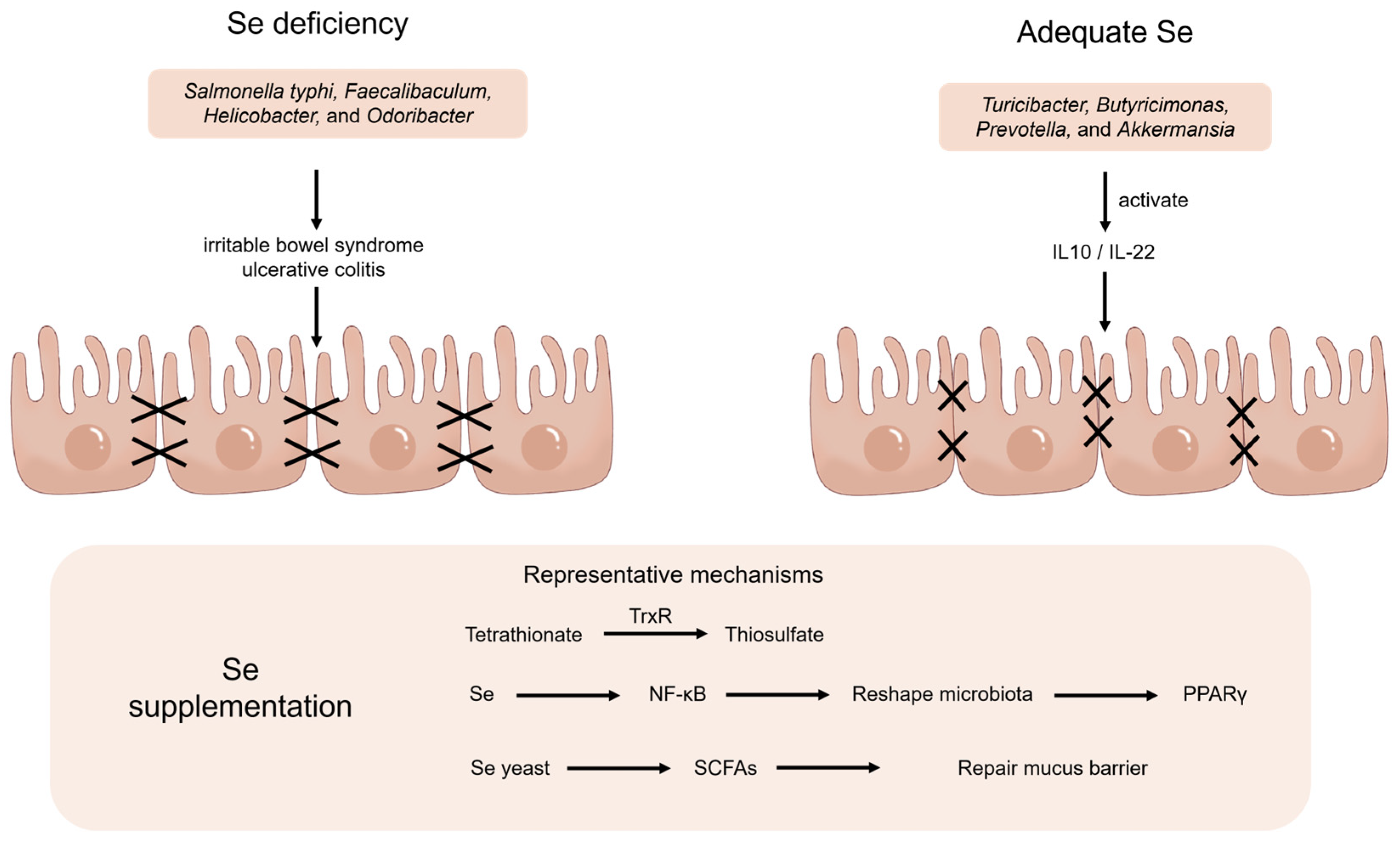 Regulation Progresses of Selenium Improving Intestinal and Extra ...