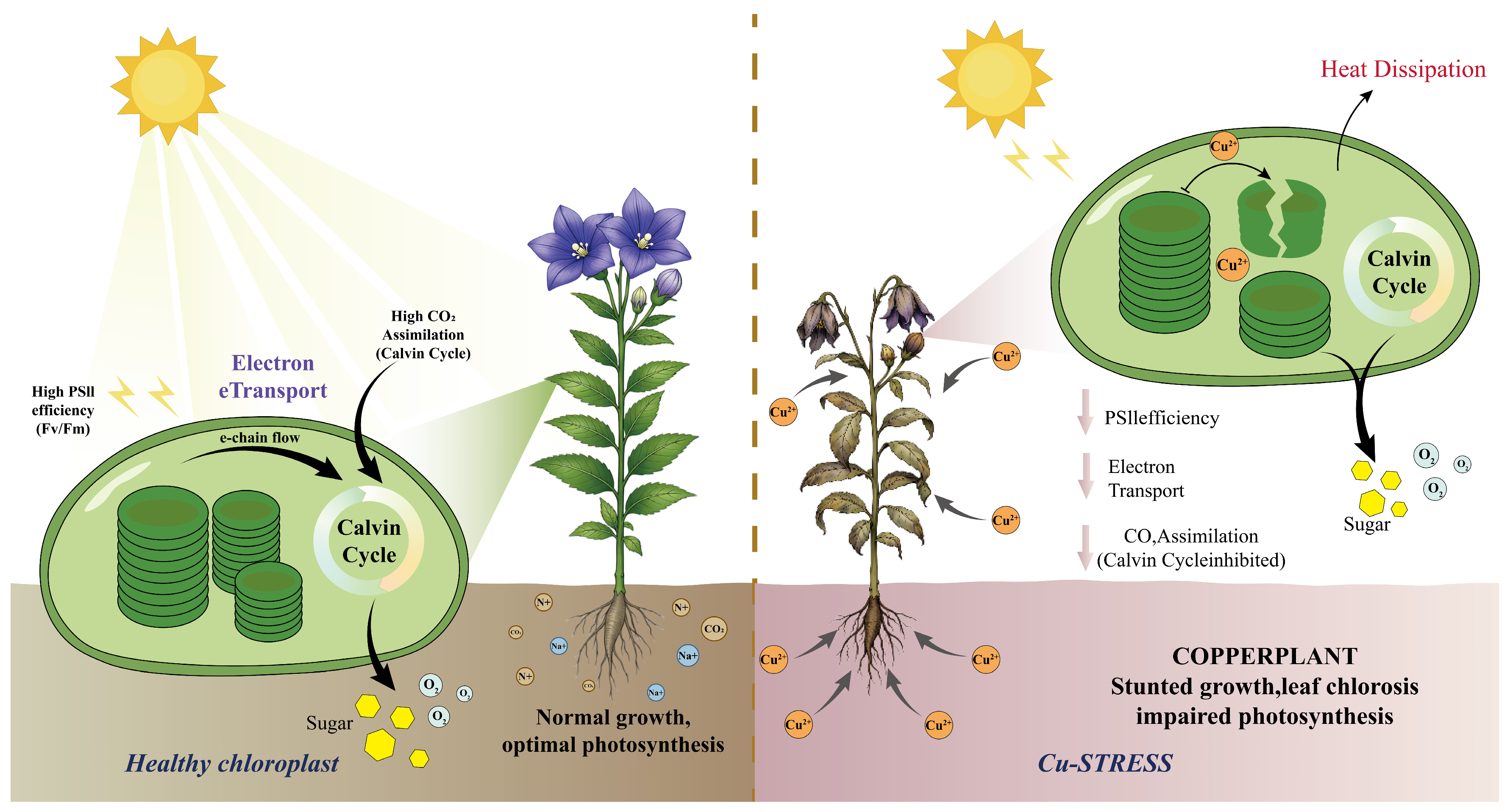 Mechanisms of Copper Stress Response in Plants: Implications for the ...
