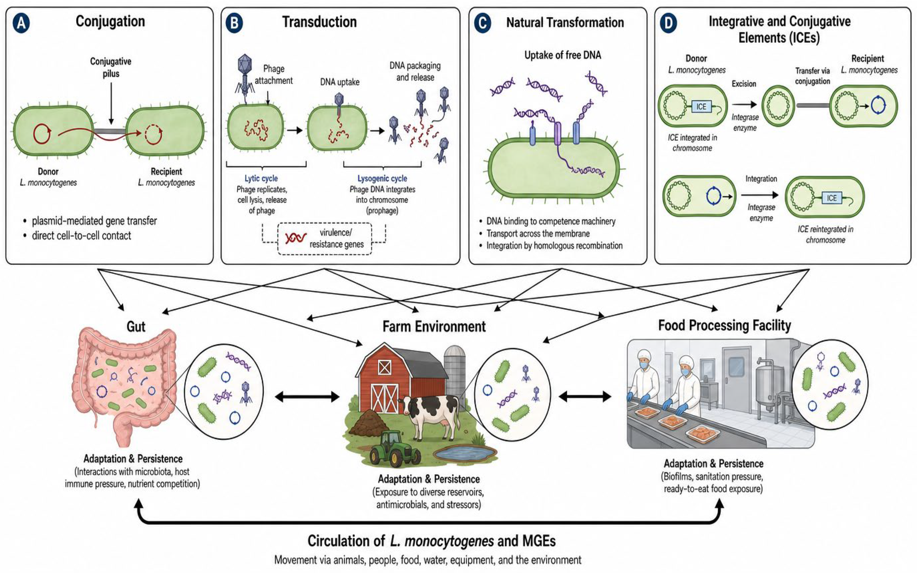 Horizontal Gene Transfer in Listeria monocytogenes: Evolution of ...