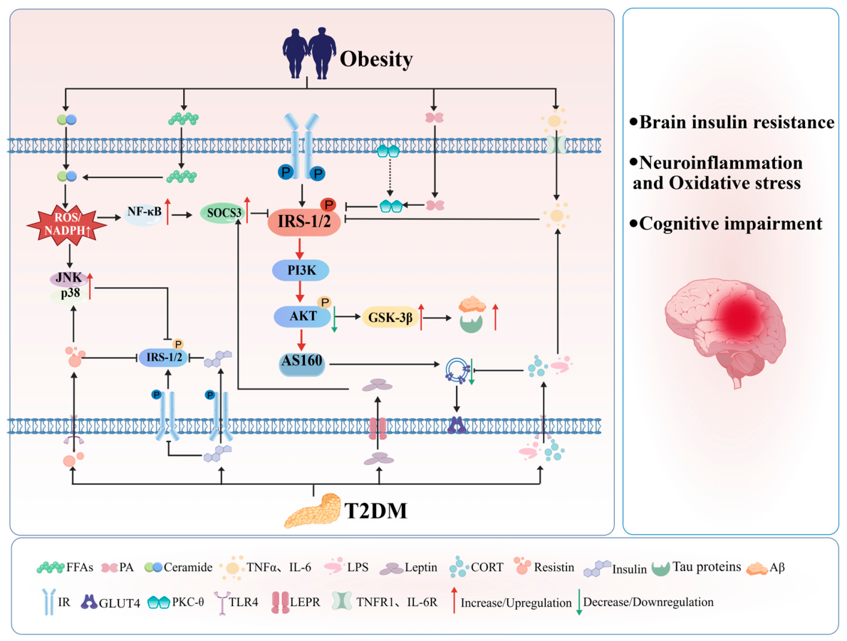 The Interaction Between Insulin Resistance and Neuroinflammation in the ...