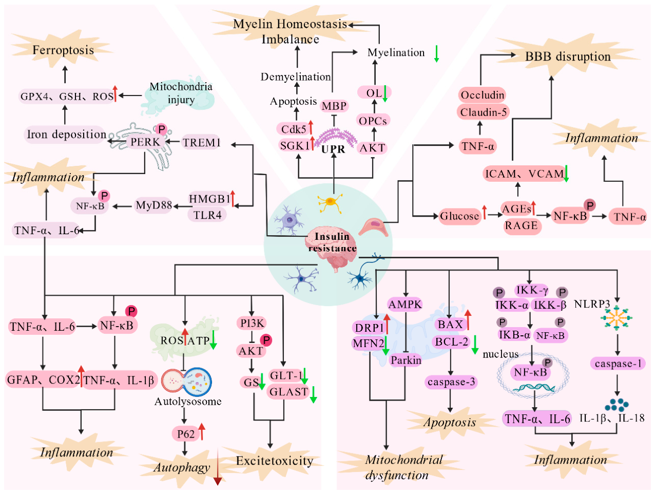 The Interaction Between Insulin Resistance and Neuroinflammation in the ...