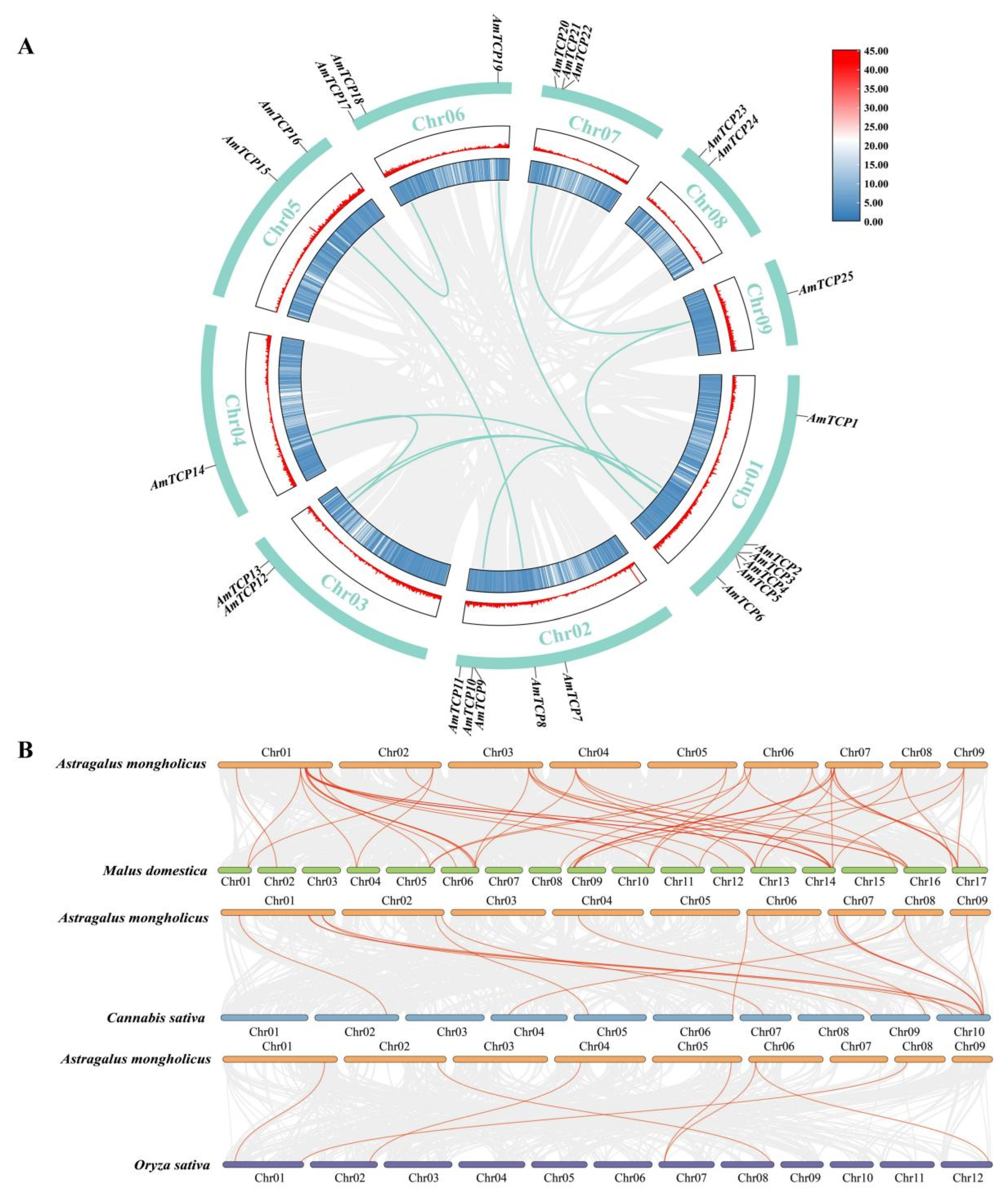 Genome-Wide Identification of the TCP Gene Family in Astragalus ...