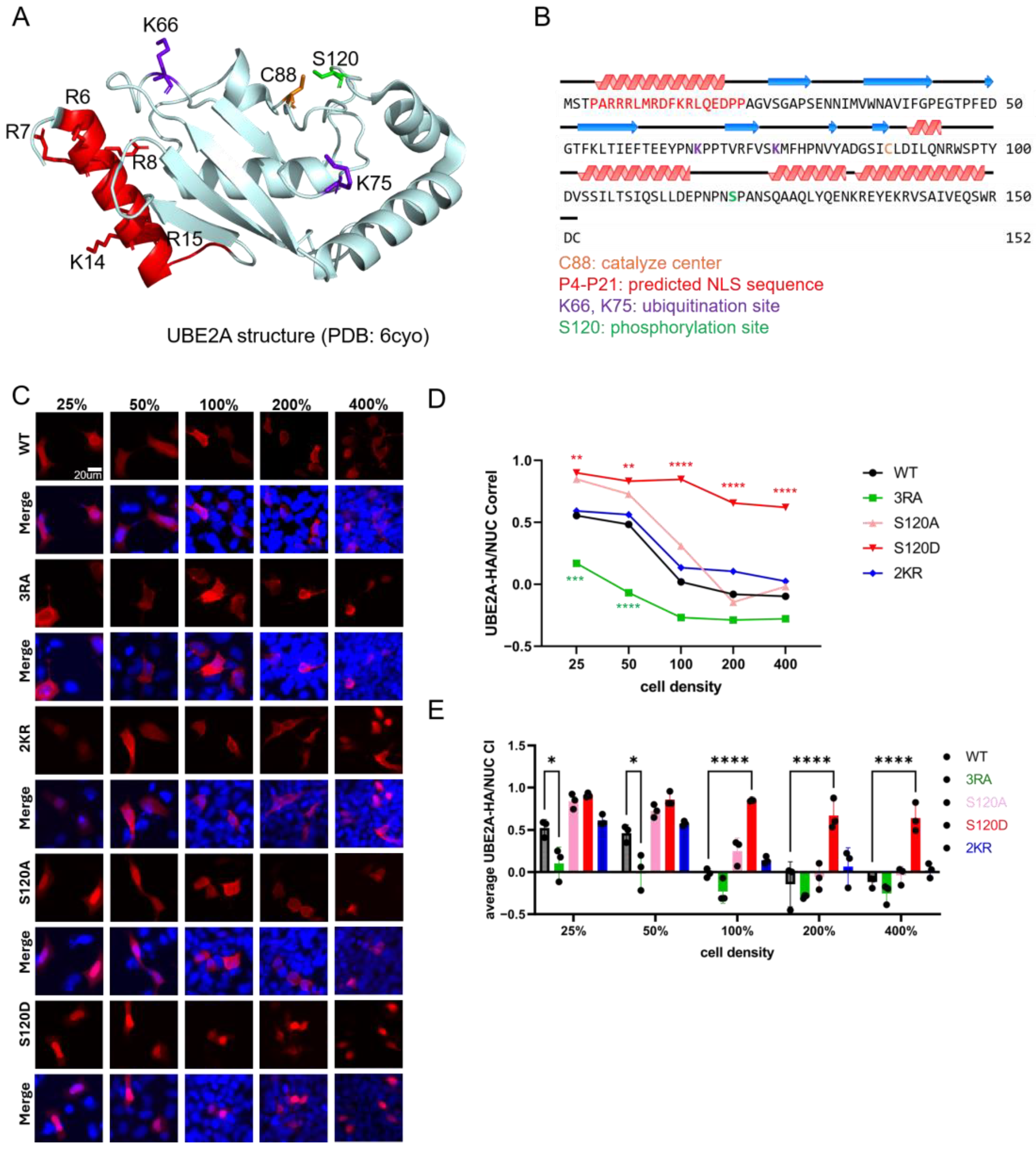Nucleus Basic N-Terminal Basic Helix and S120 Phosphorylation Cooperatively Regulate ...