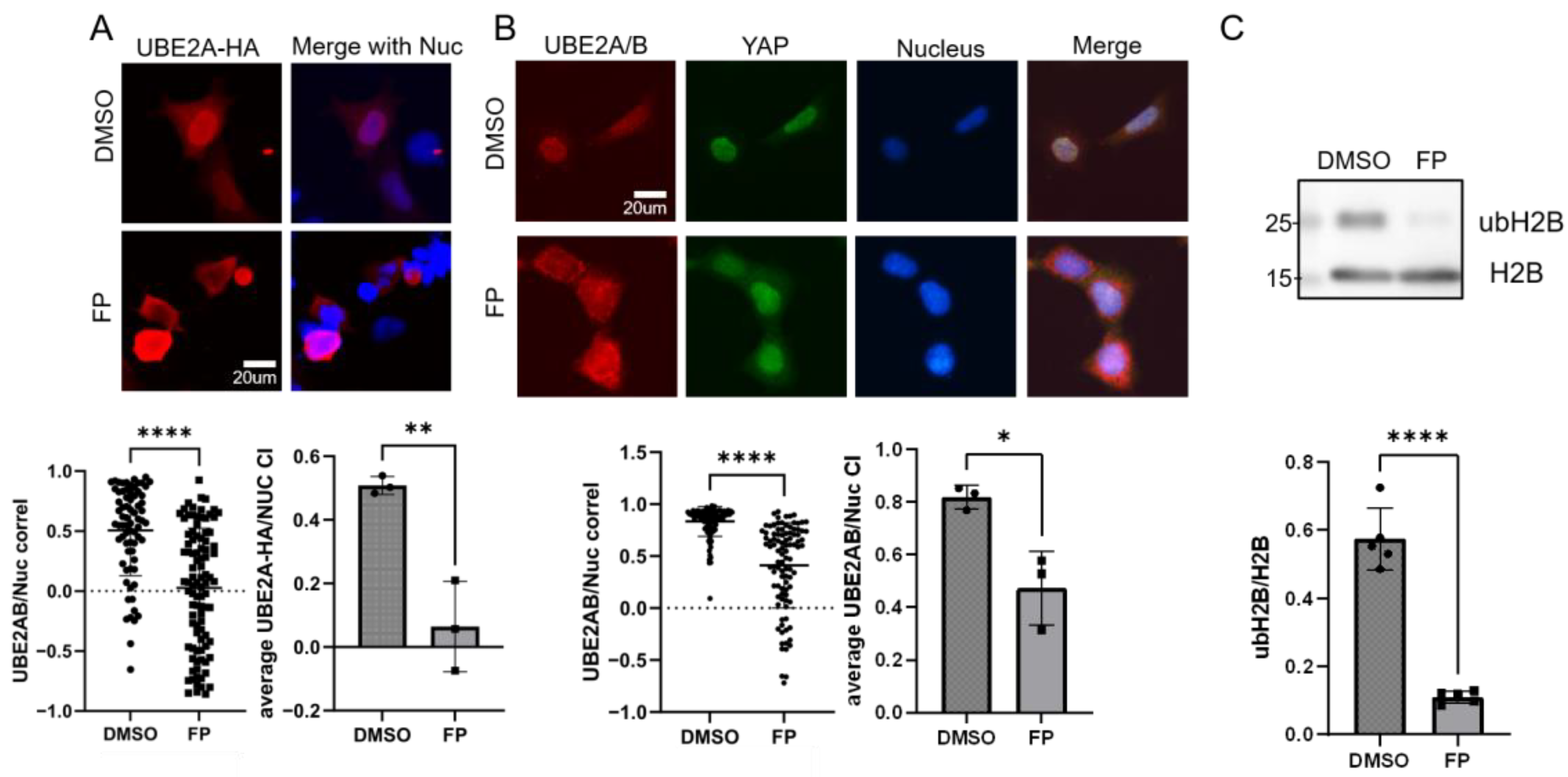 Nucleus Basic N-Terminal Basic Helix and S120 Phosphorylation Cooperatively Regulate ...