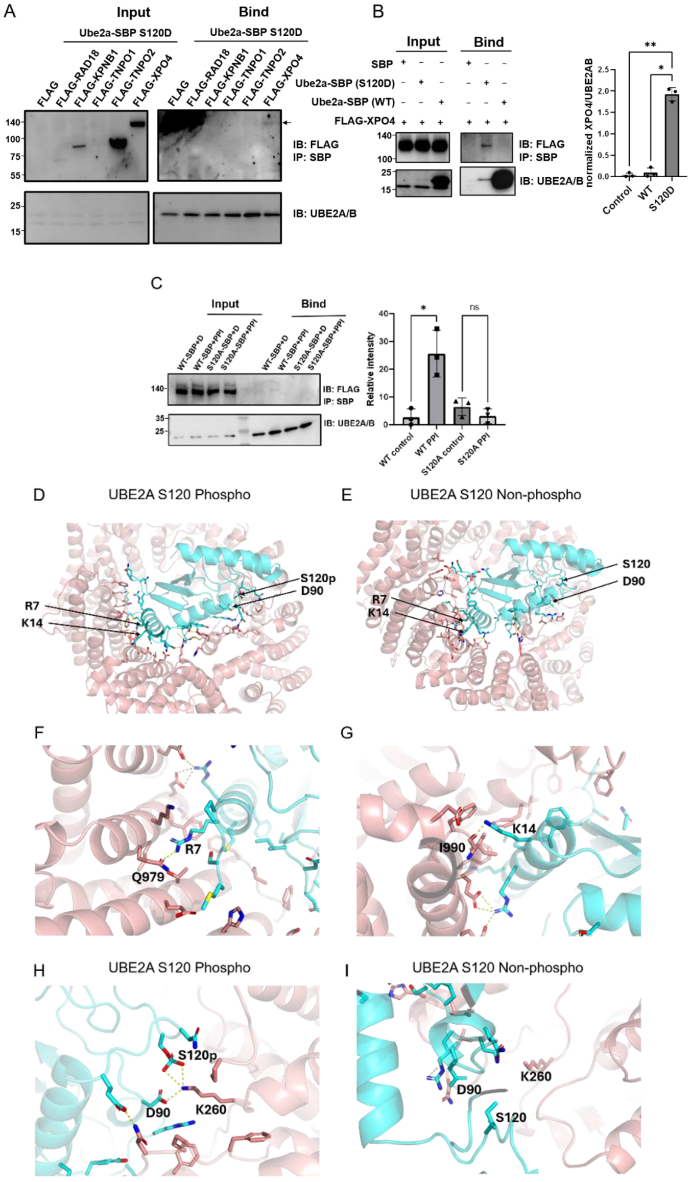 Nucleus Basic N-Terminal Basic Helix and S120 Phosphorylation Cooperatively Regulate ...