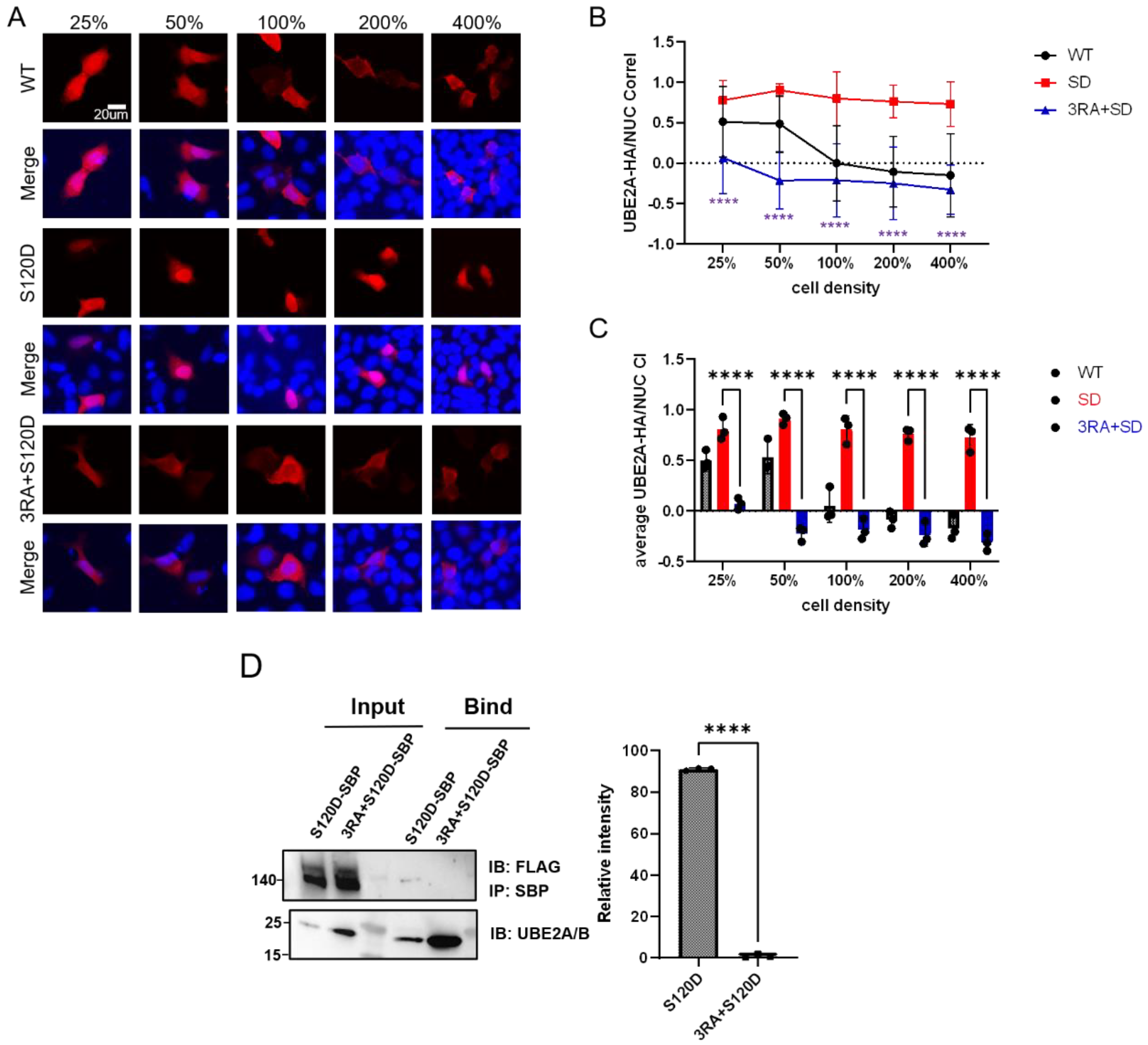 Nucleus Basic N-Terminal Basic Helix and S120 Phosphorylation Cooperatively Regulate ...