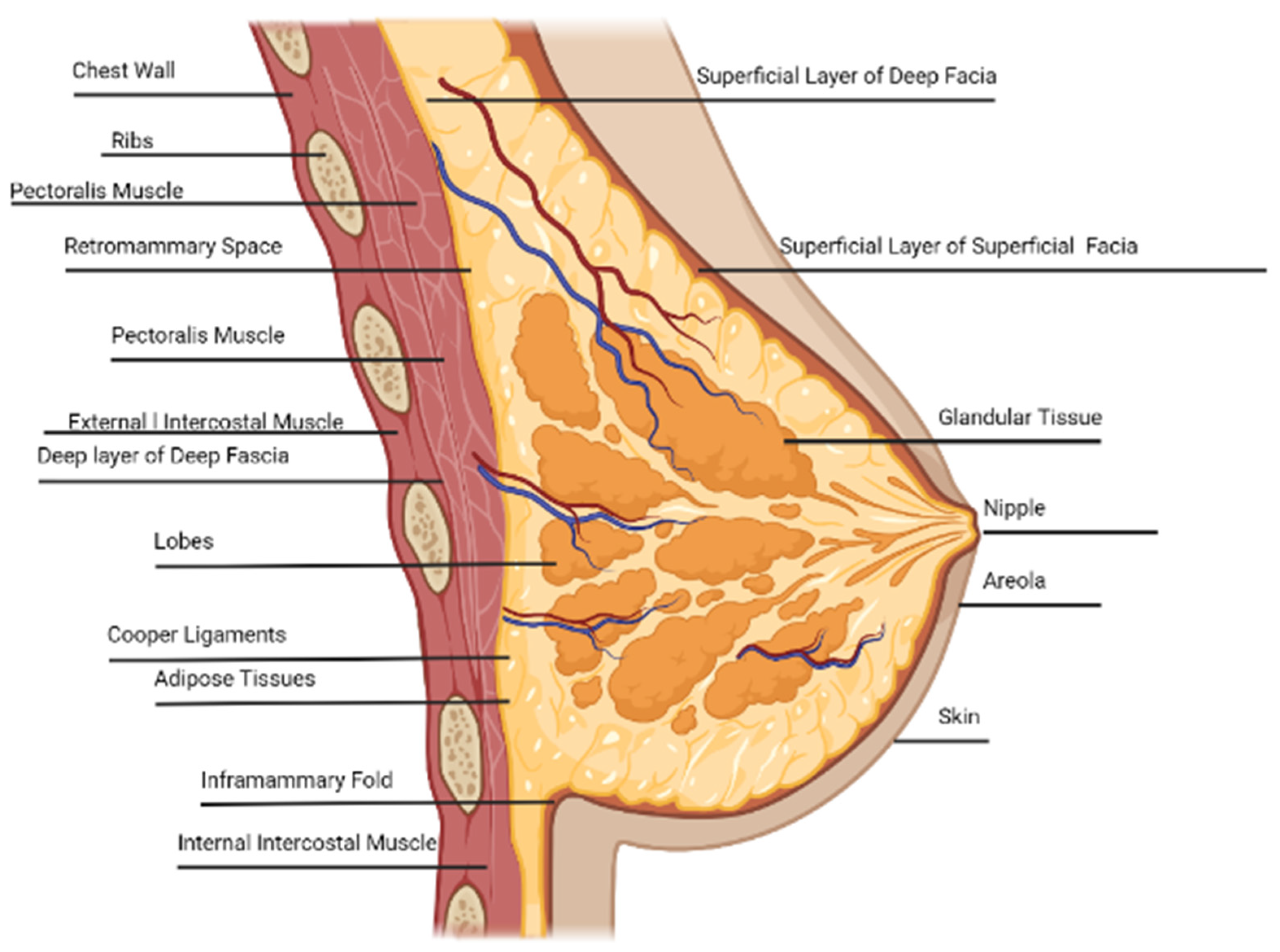 Biomechanical Behavior Of Female Breast A Review Biomechanical Behavior Of Female Breast A Review