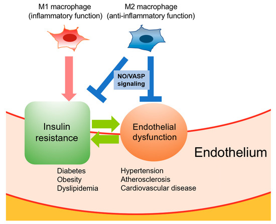 Assessment of endothelial damage and cardiac injury in a mouse