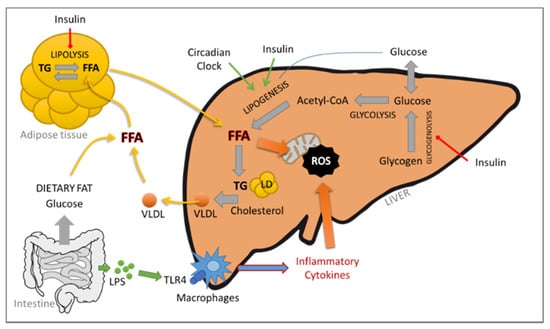 Biomedicines | Free Full-Text | Modeling Diet-Induced NAFLD and NASH in ...