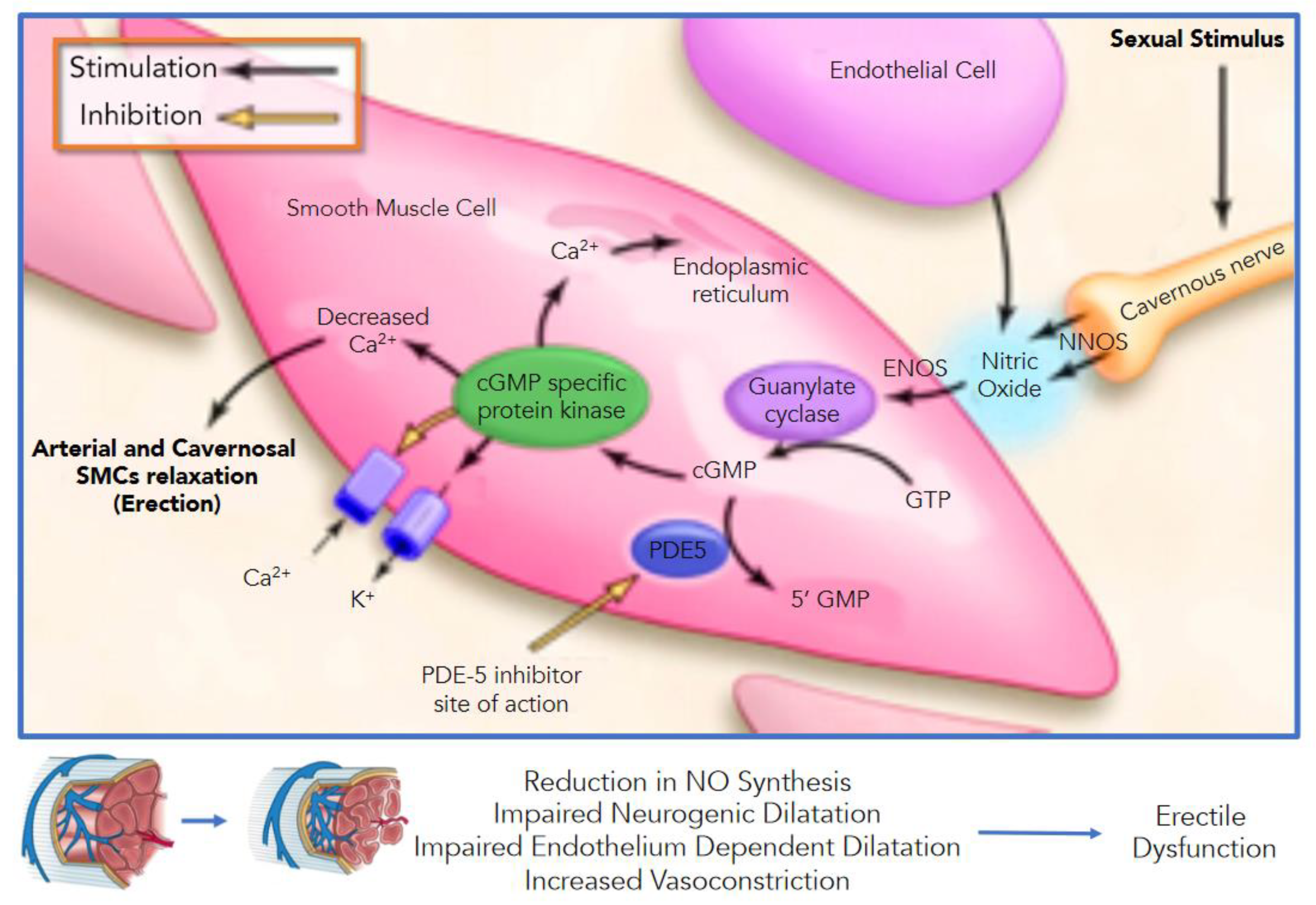Anatomy Pathophysiology Molecular Mechanisms And Clinical Management Anatomy Pathophysiology Molecular Mechanisms And Clinical Management