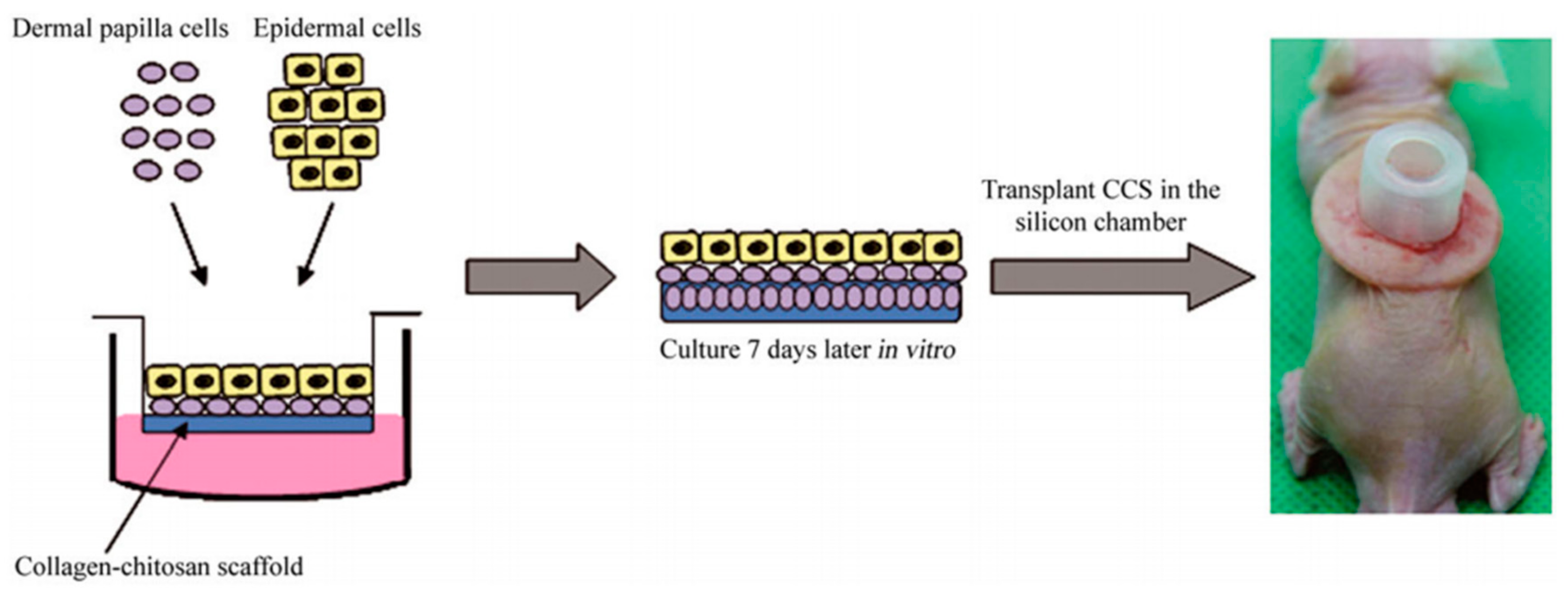 Biomedicines | Free Full-Text | Design of In Vitro Hair Follicles for  Different Applications in the Treatment of Alopecia—A Review