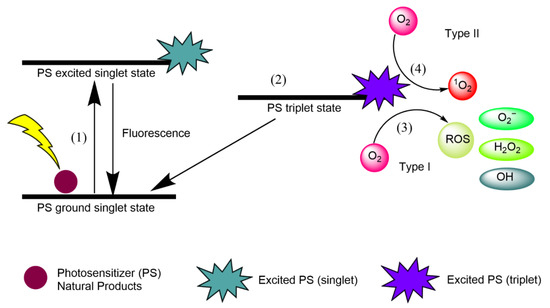 https://pub.mdpi-res.com/biomedicines/biomedicines-09-00584/article_deploy/html/images/biomedicines-09-00584-g001-550.jpg?1622509807