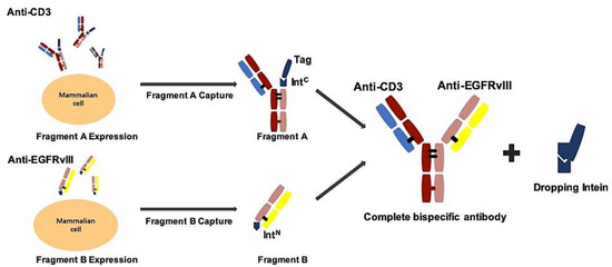 A Rational Designed Novel Bispecific Antibody for the Treatment of GBM