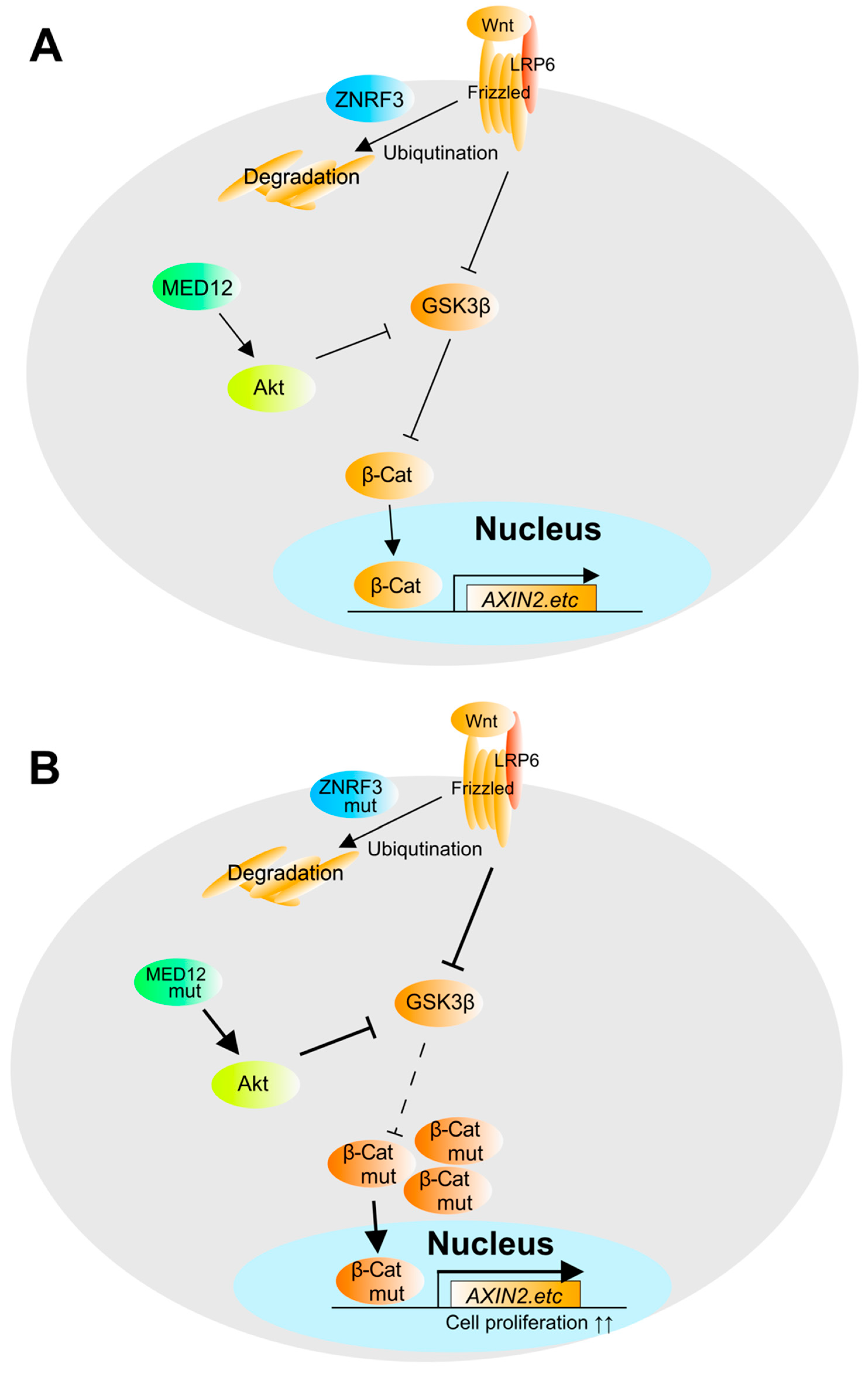 Biomedicines | Free Full-Text | Molecular Mechanisms Of Functional ...