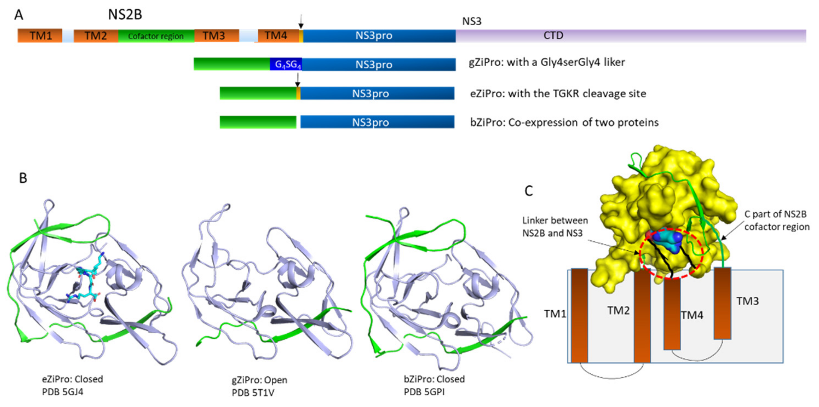 Biomedicines Free Full Text Structure And Dynamics Of Zika Virus