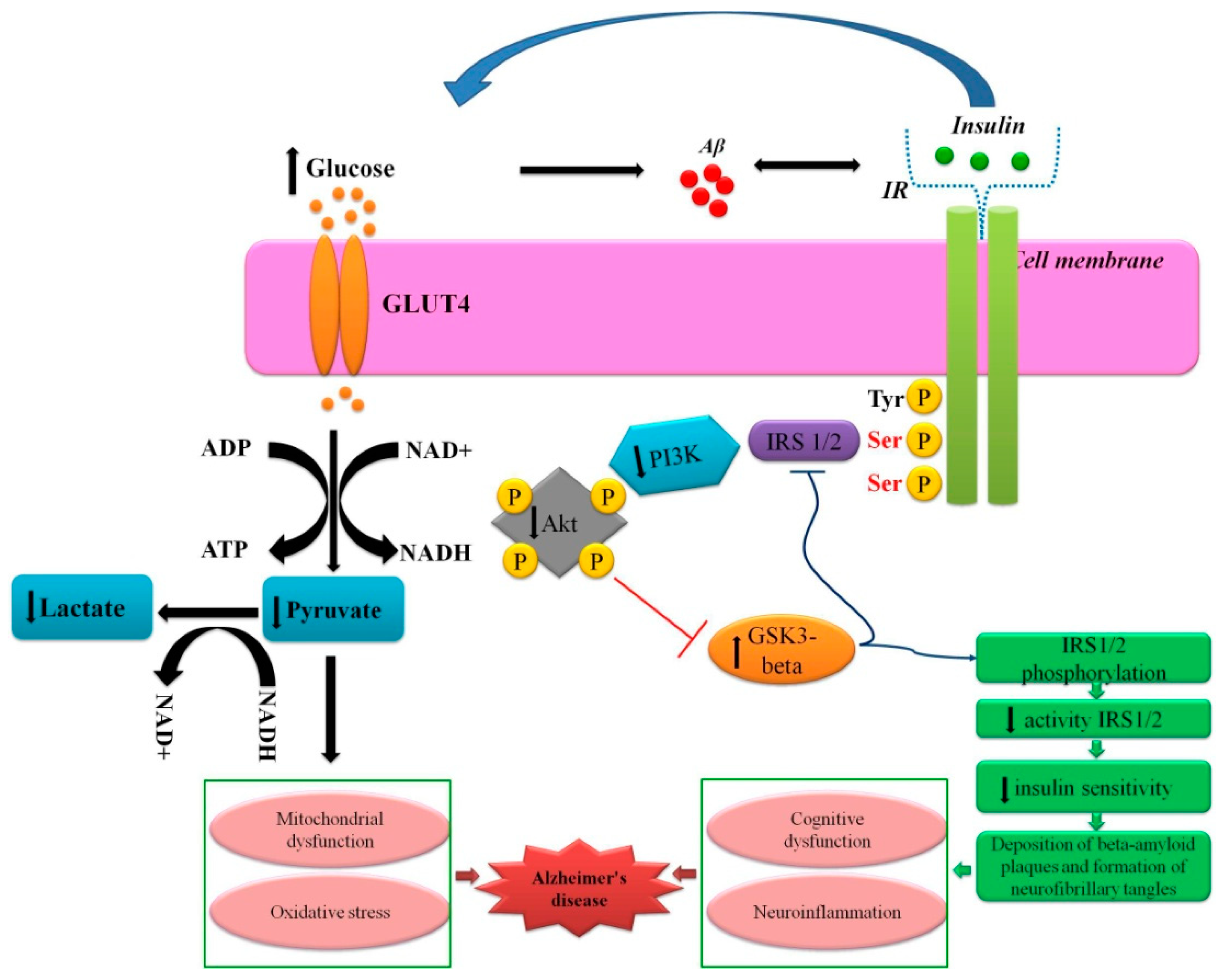 Biomedicines | Free Full-Text | Early Life Stress and Metabolic Plasticity  of Brain Cells: Impact on Neurogenesis and Angiogenesis