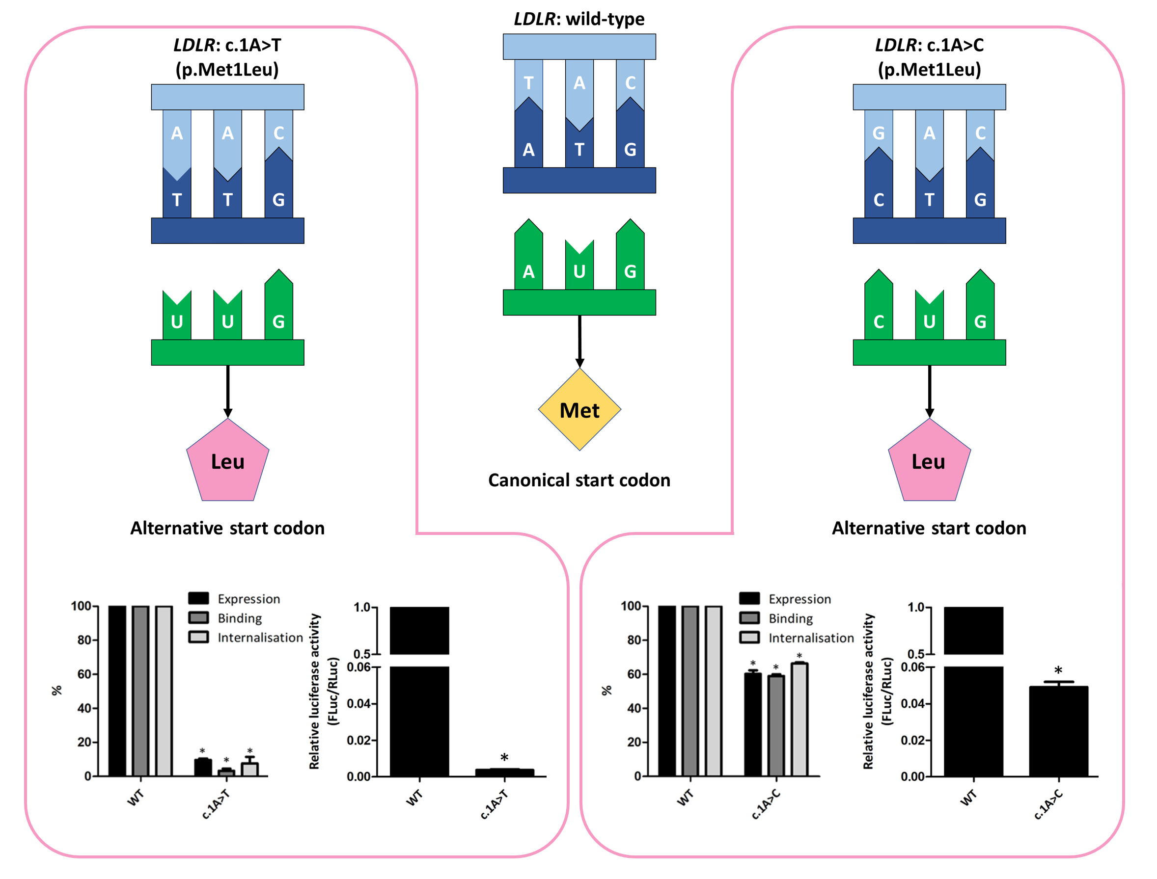 Biomedicines Free Full-Text Characterization of Two Variants at Met 1 of the Human LDLR Gene Encoding the Same Amino Acid but Causing Different Functional Phenotypes