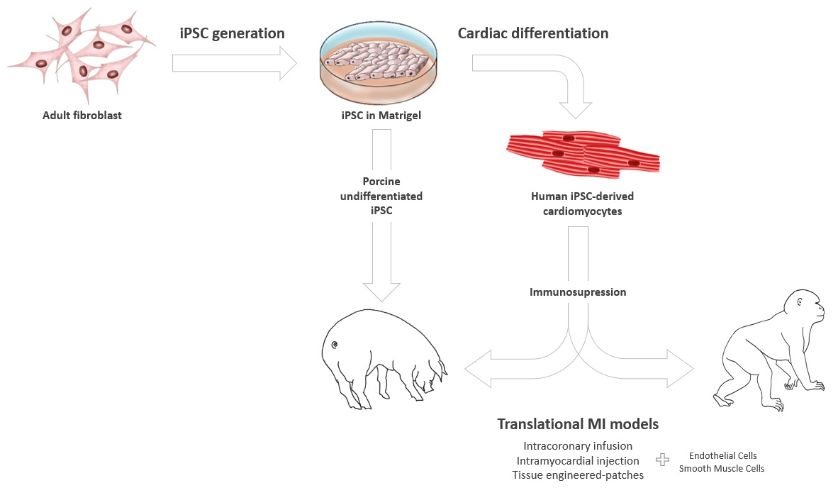 Biomedicines | Free Full-Text | iPSC Therapy for Myocardial Infarction in Large  Animal Models: Land of Hope and Dreams