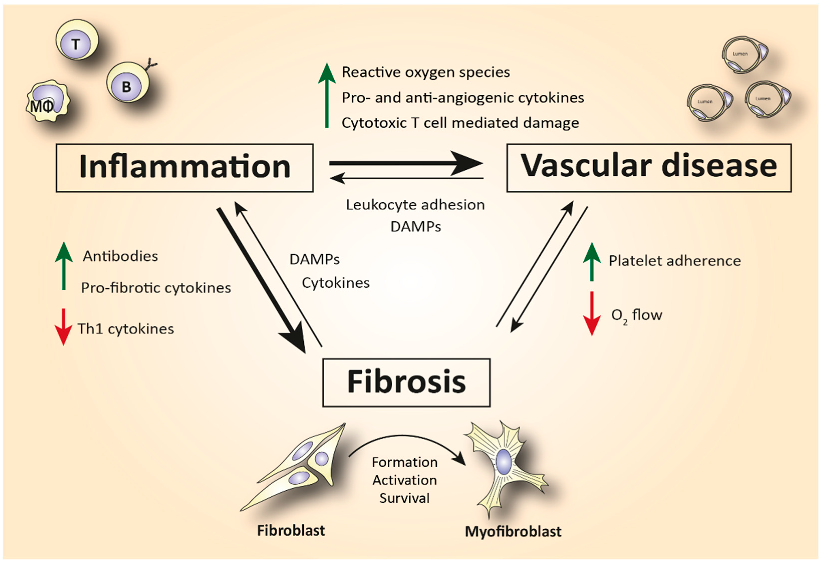 Frontiers  Fibrocytes: A Critical Review and Practical Guide