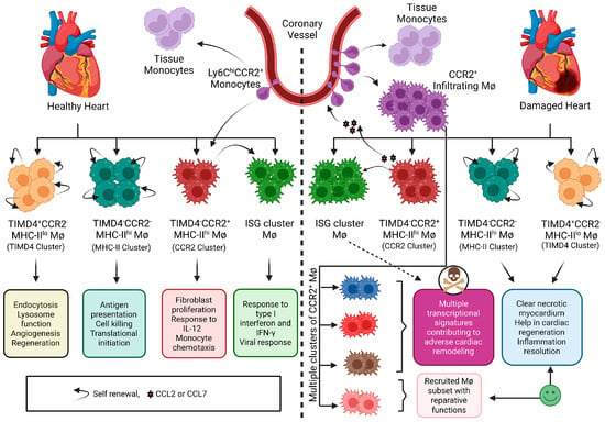 Critical Role for Monocyte Chemoattractant Protein-1 and Macrophage  Inflammatory Protein-1α in Induction of Experimental Autoimmune Myocarditis  and Effective Anti–Monocyte Chemoattractant Protein-1 Gene Therapy