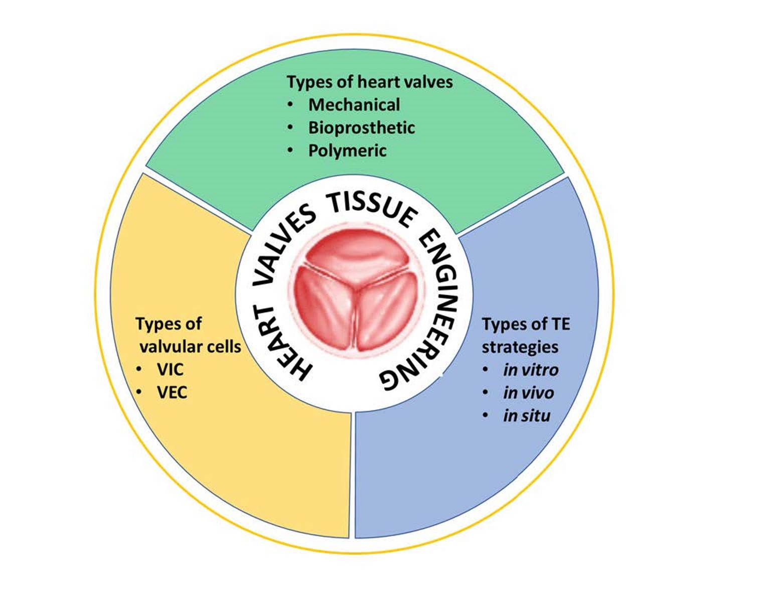 tissue heart valve