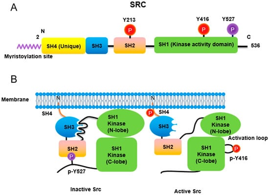 Biomedicines | Free Full-Text | Cross-Talk between Wnt Signaling and ...