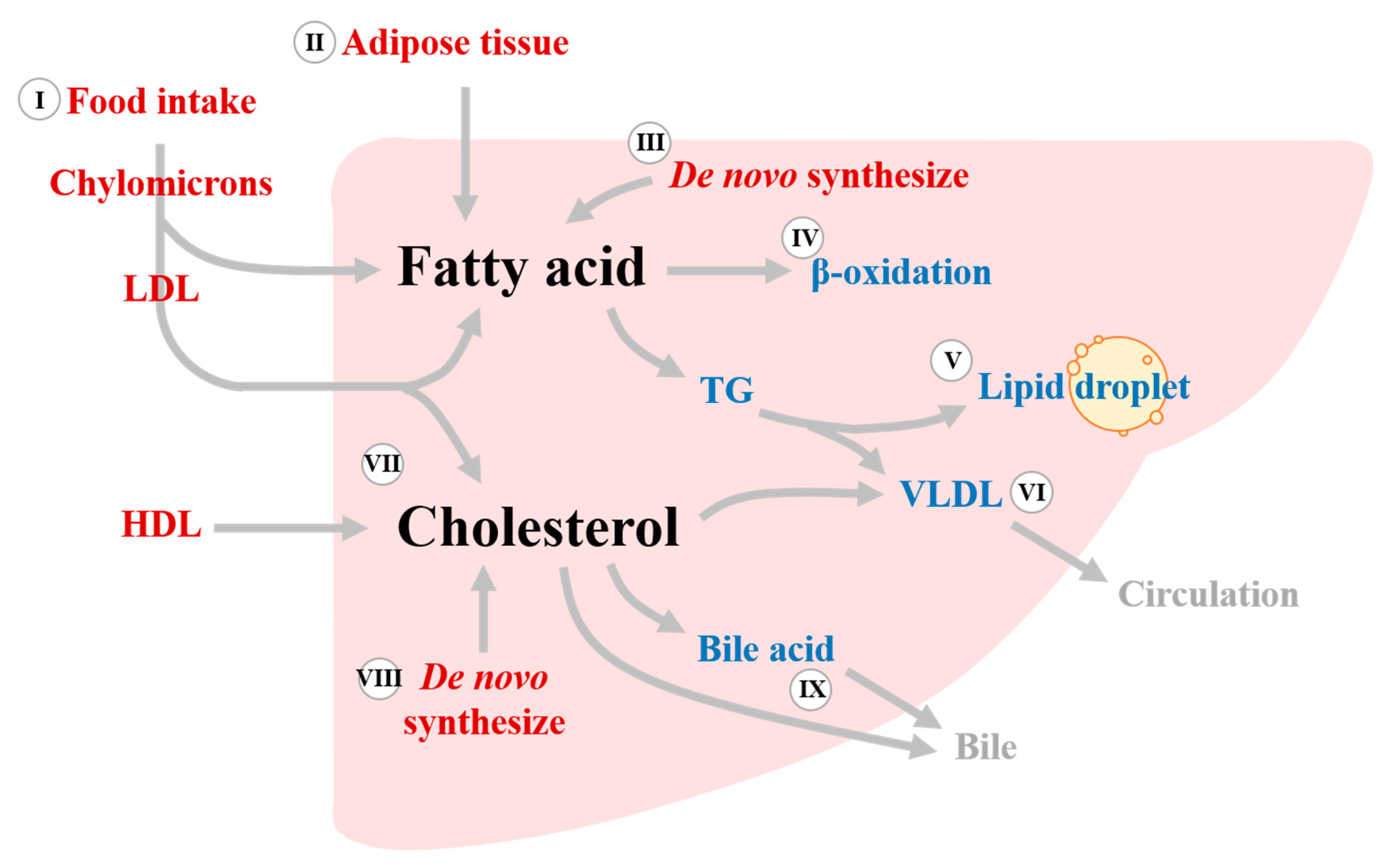 Biomedicines | Free Full-Text | Effects of Thyroid Hormones on Lipid  Metabolism Pathologies in Non-Alcoholic Fatty Liver Disease