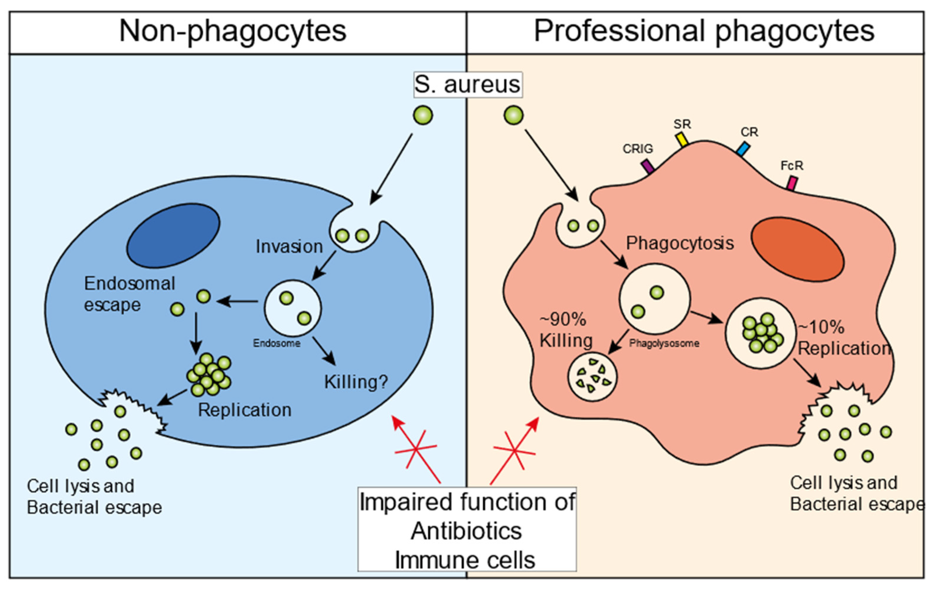 Biomedicines, Free Full-Text