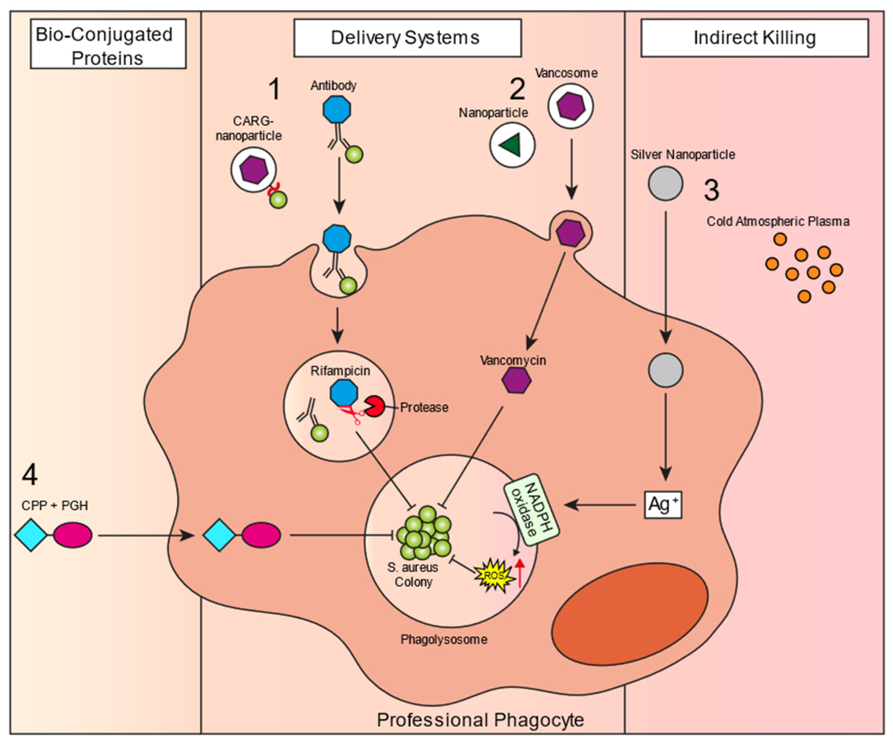 Staphylococcus aureus Orchestrates Type 2 Airway Diseases: Trends in  Molecular Medicine