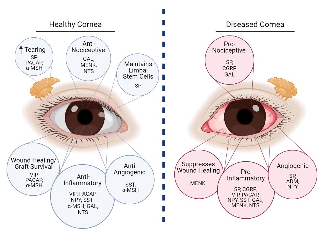 The Eye Chart - VIP Laser Eye Center