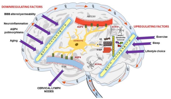 Biomedicines, Free Full-Text