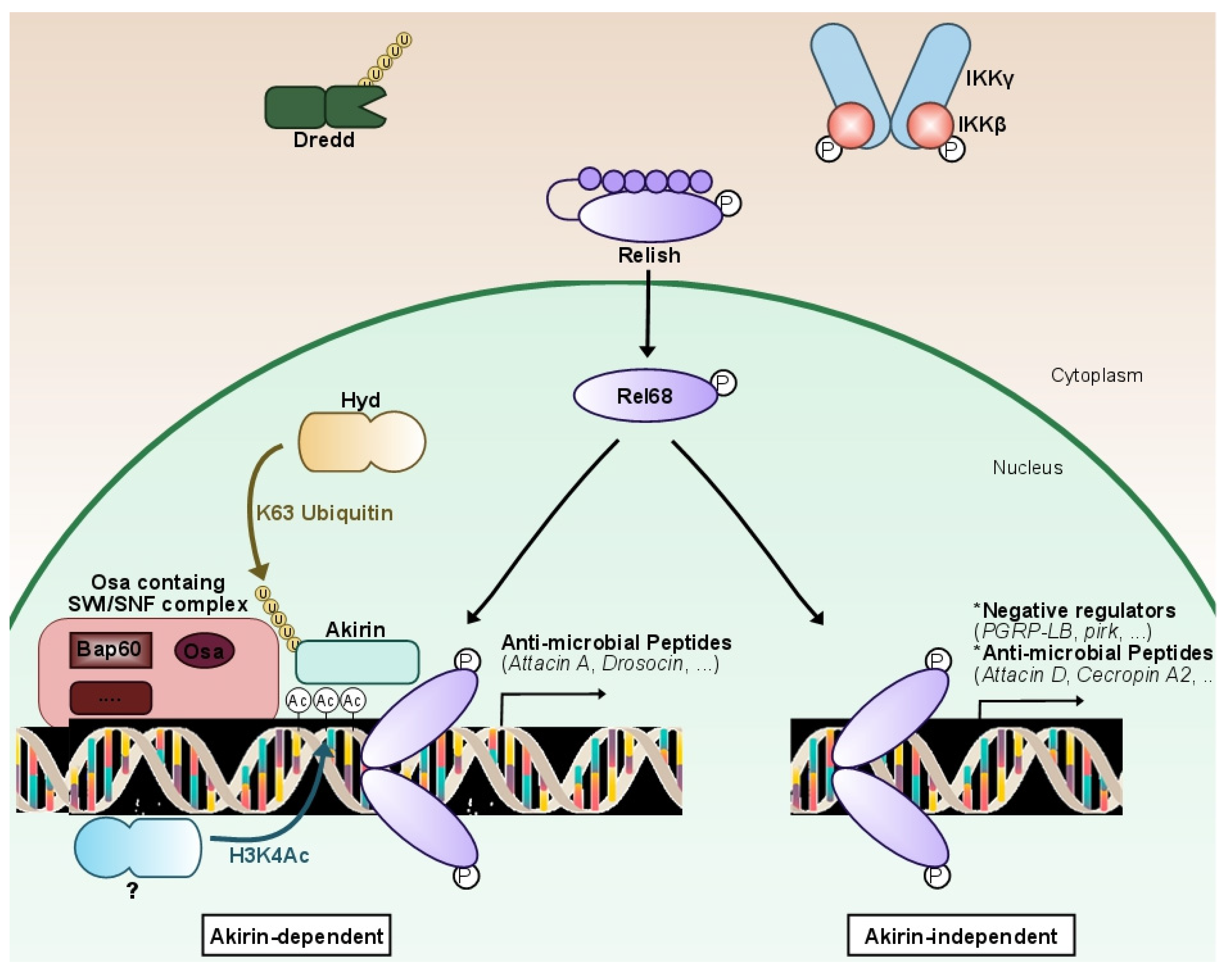 Biomedicines | Free Full-Text | Dynamic Regulation Of NF-κB Response In ...