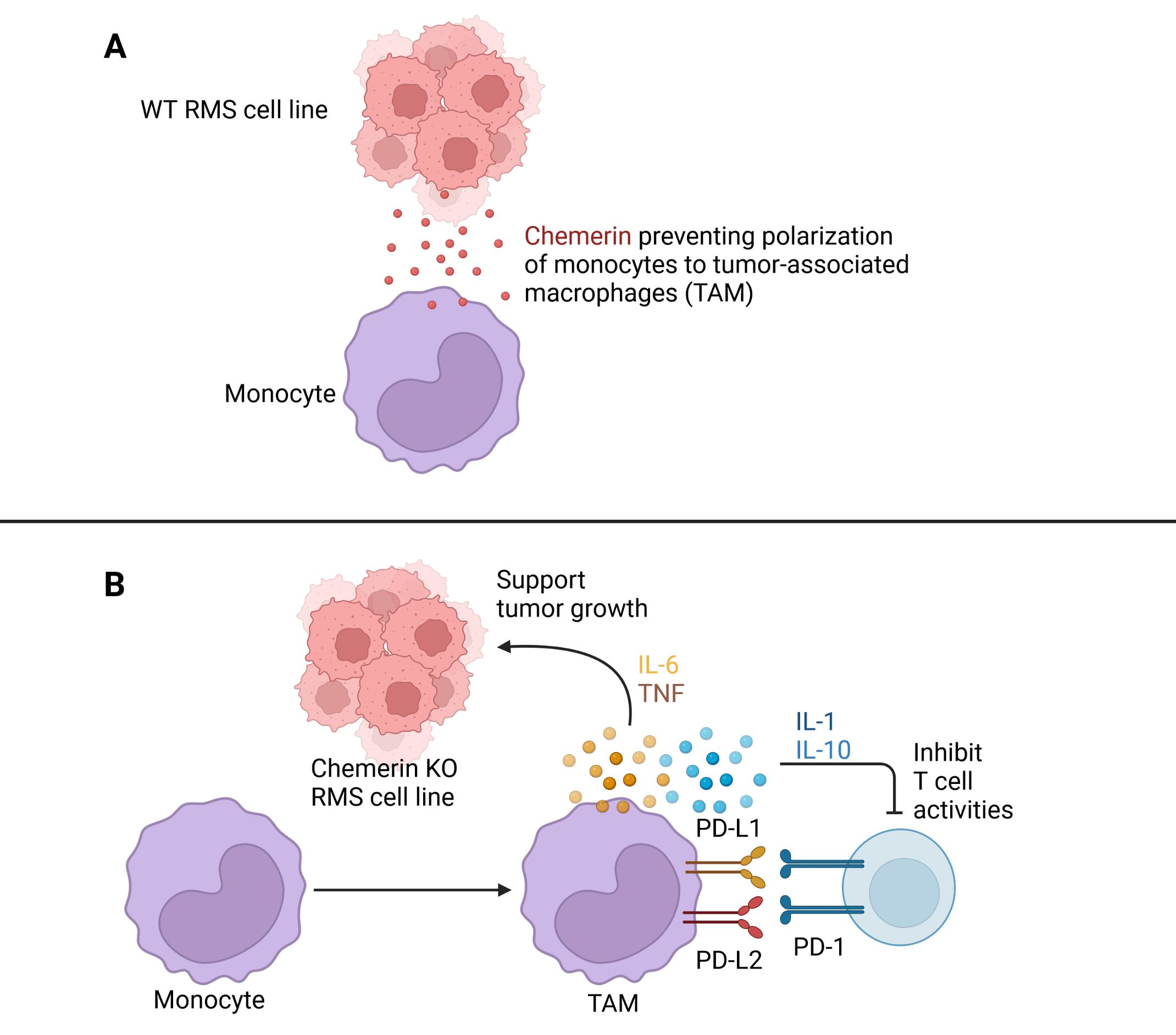 Biomedicines | Free Full-Text | Loss of Chemerin in Rhabdomyosarcoma ...